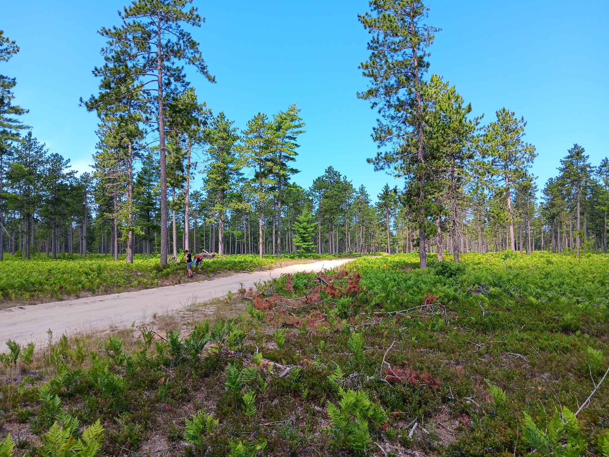 Bodi Lake State Forest Campground