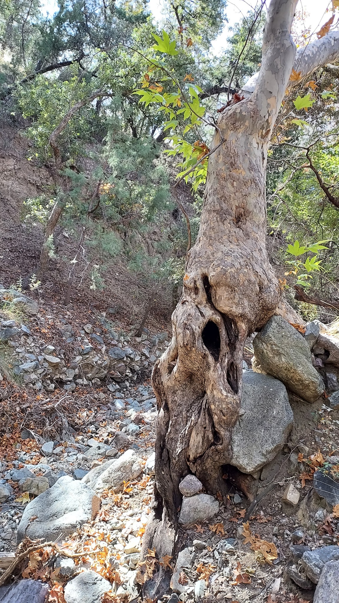 Bog Springs Campground