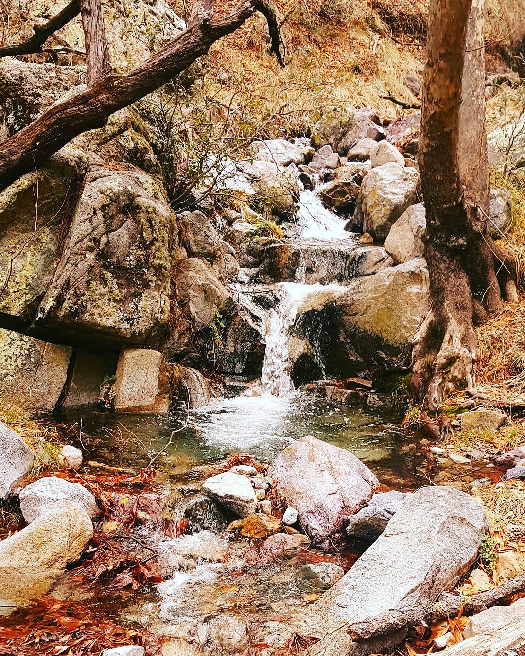 Bog Springs Campground