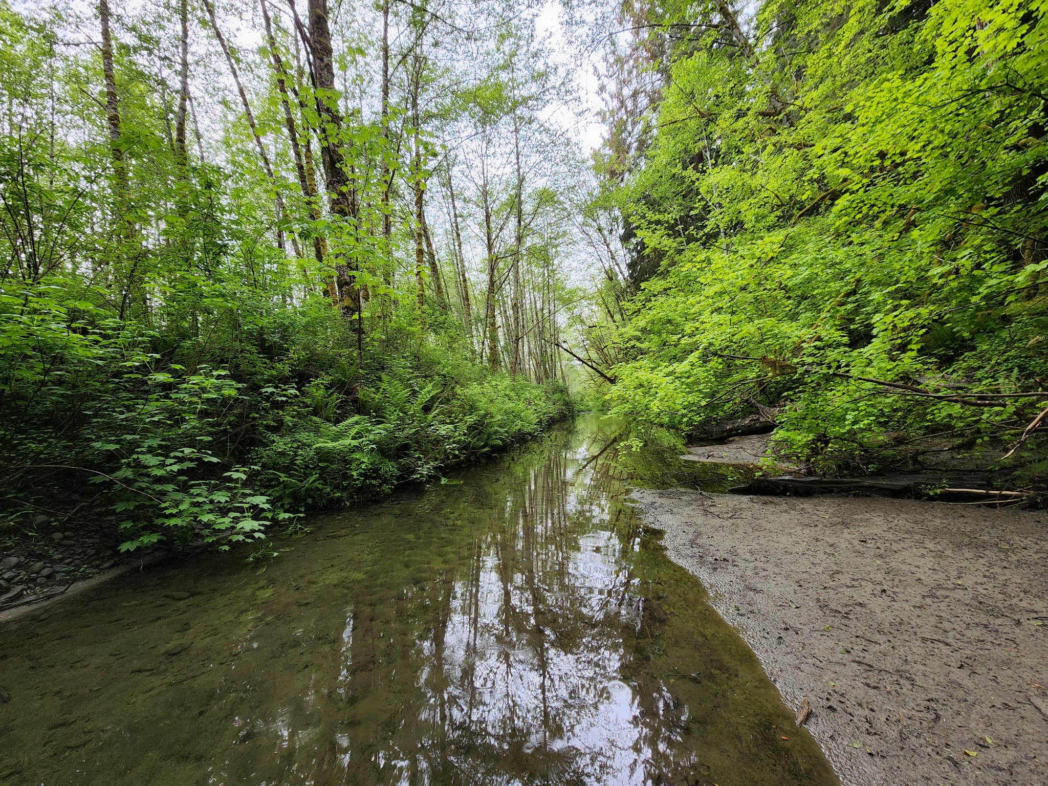 Bogachiel State Park