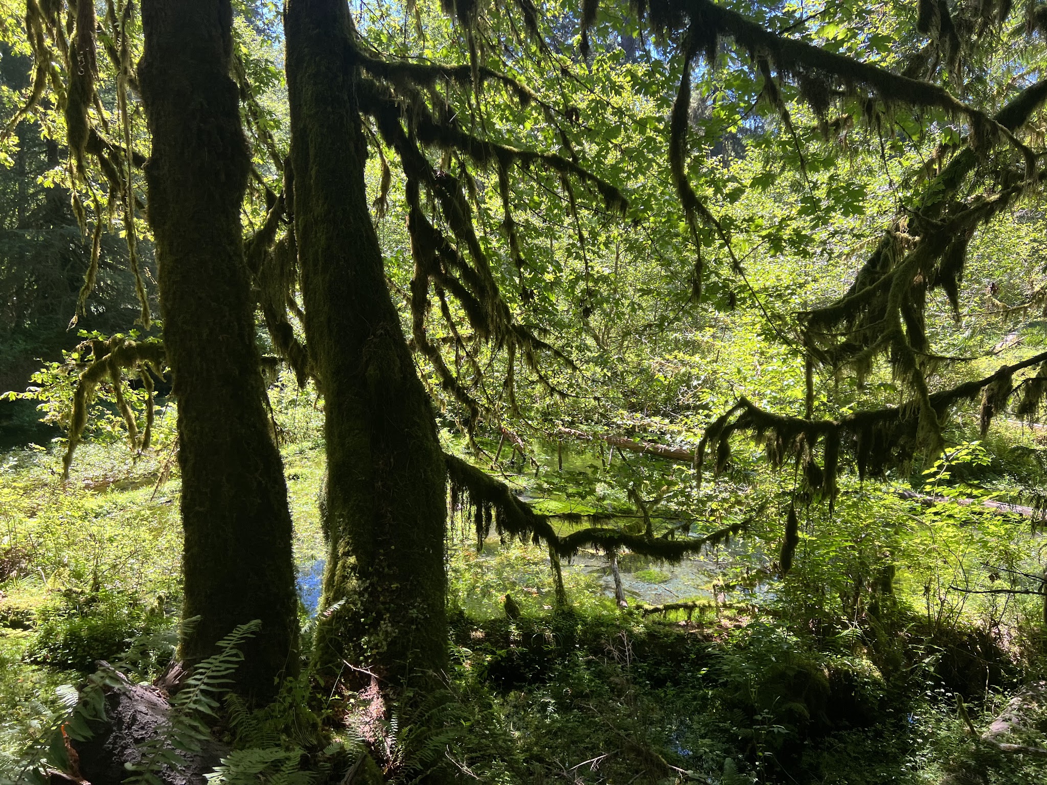 Bogachiel State Park