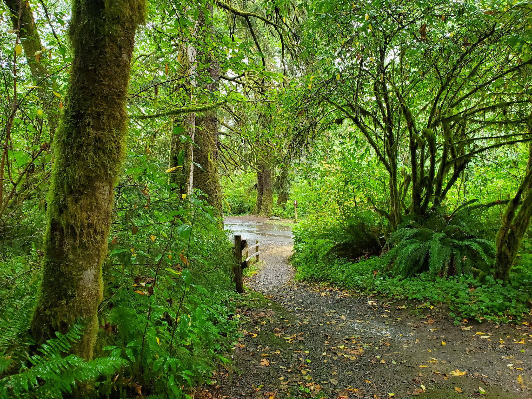Bogachiel State Park