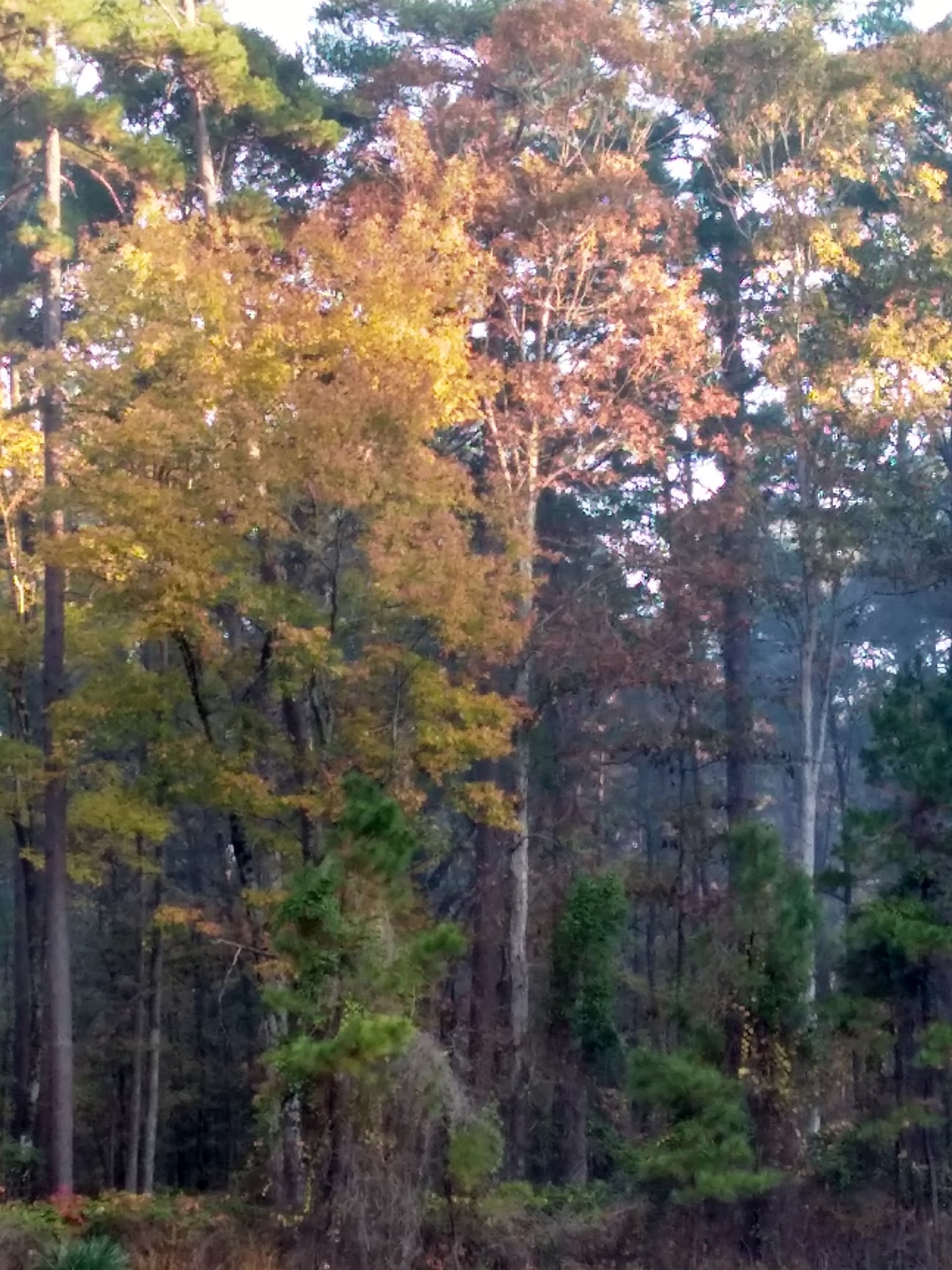 Boles Field Campground