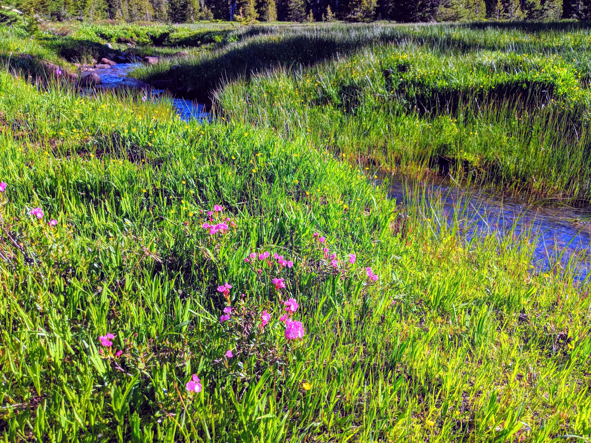 Bonney Meadows Campground