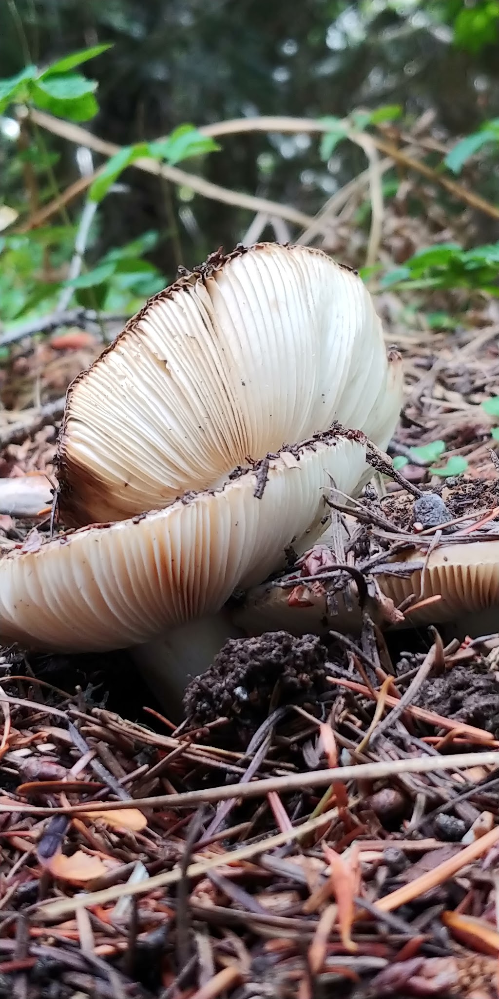 Bonney Meadows Campground