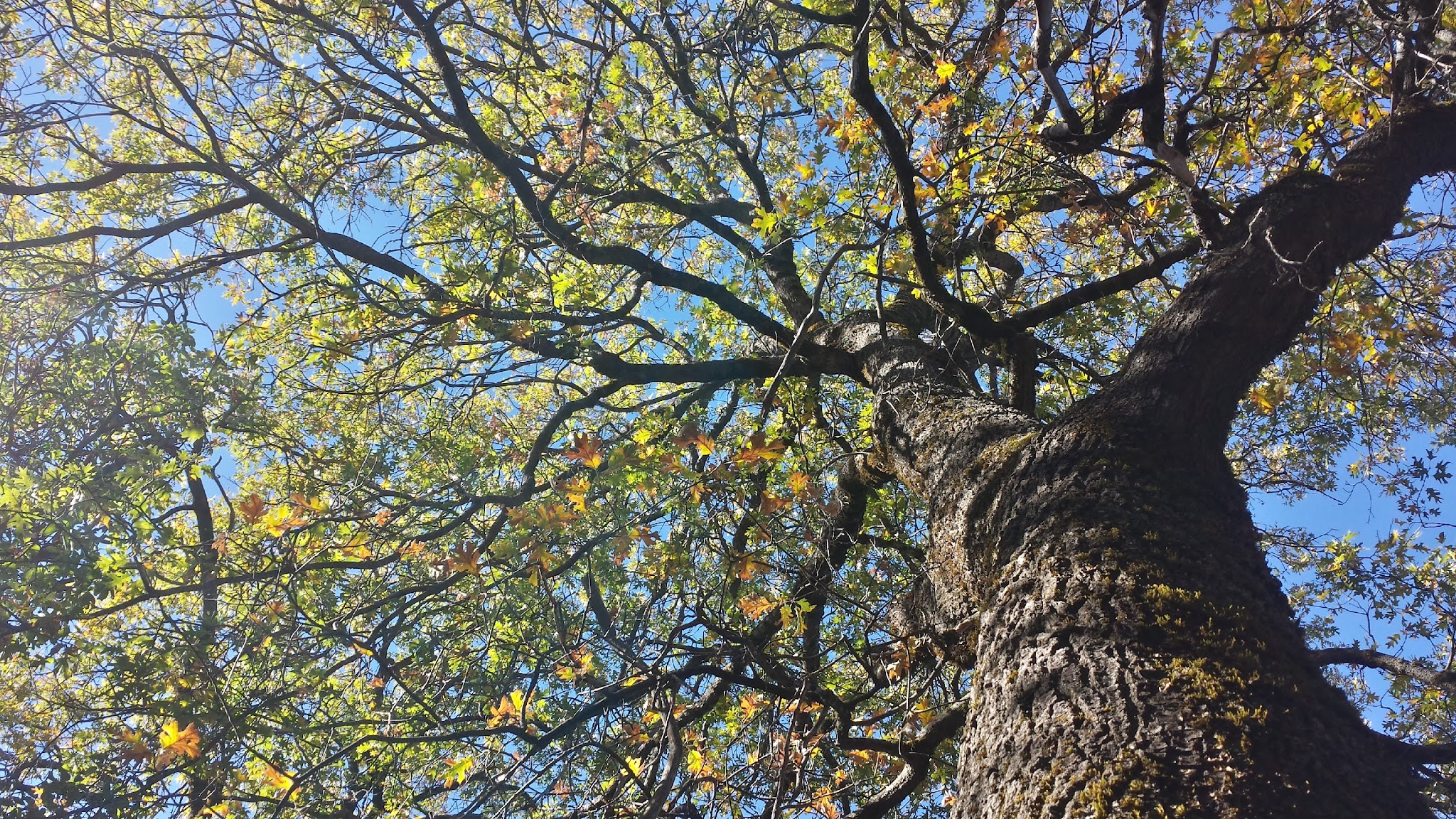 Bottchers Gap Campround