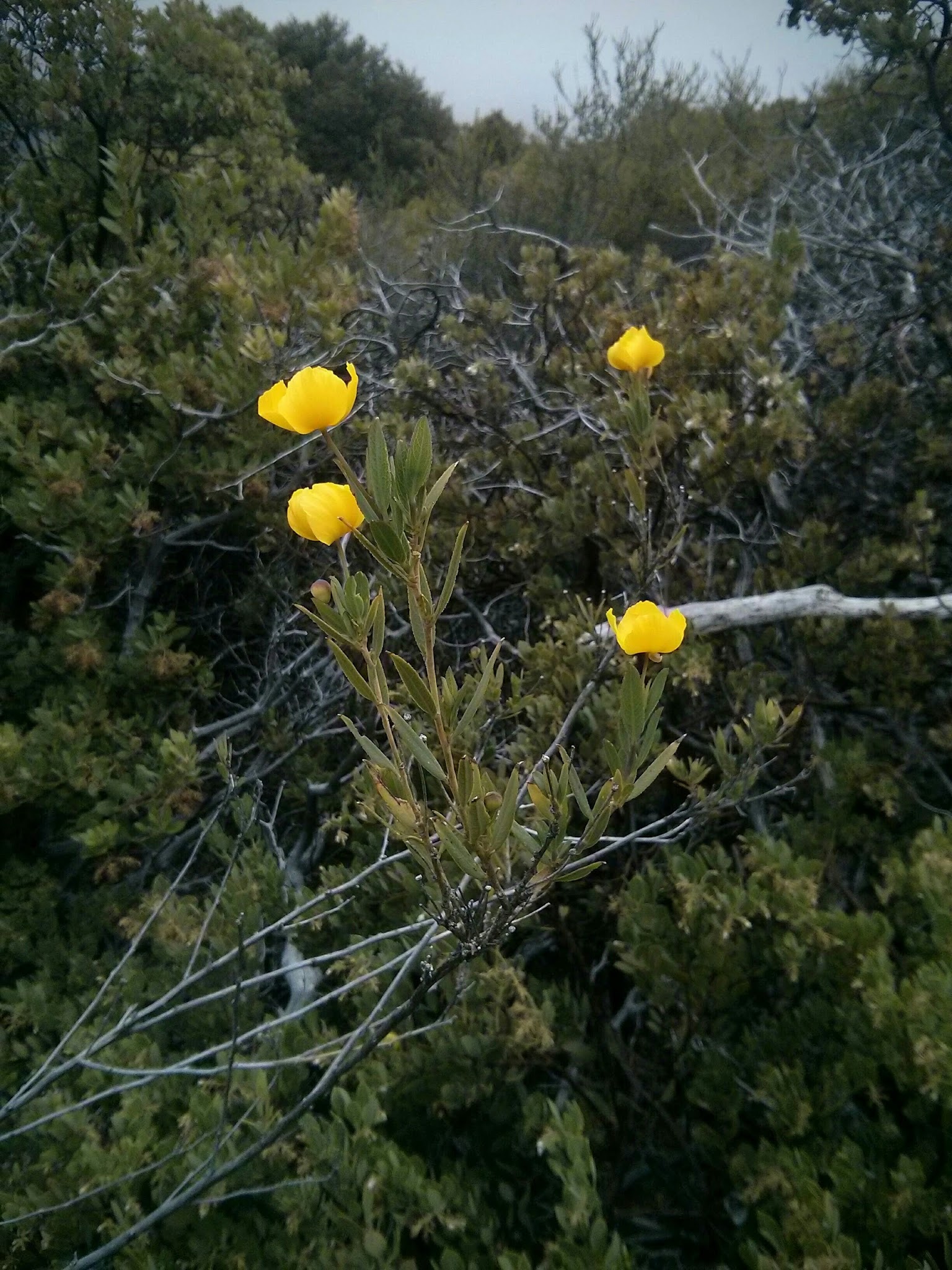 Bottchers Gap Campround