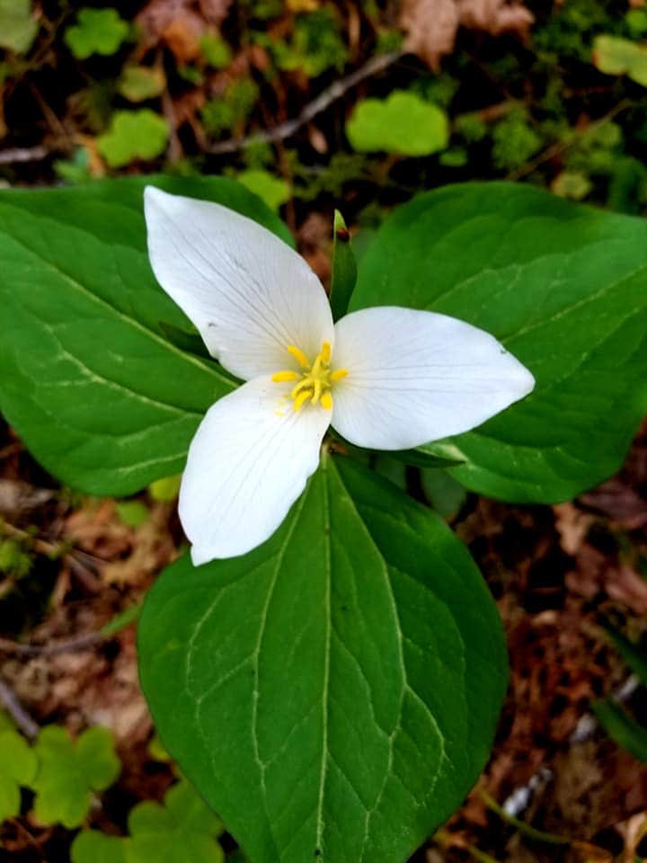 Boulder Creek Campground
