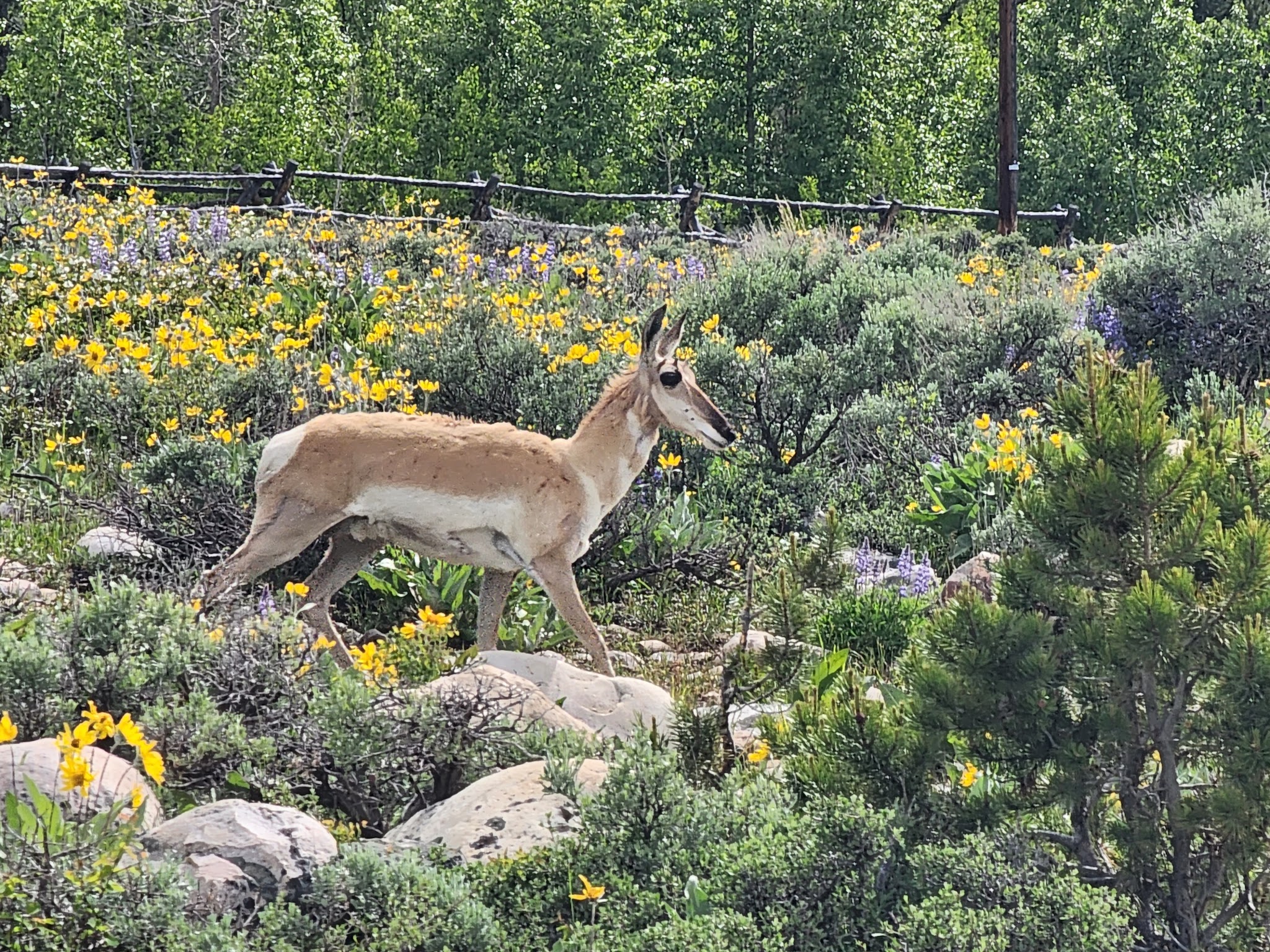 Bow River Campground (Wy)