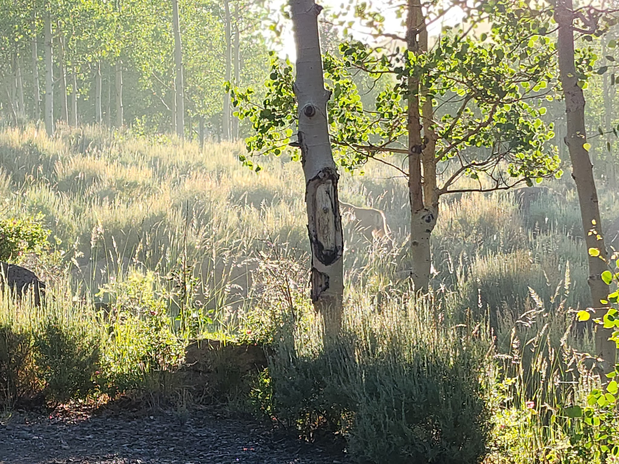 Bowery Creek Campground