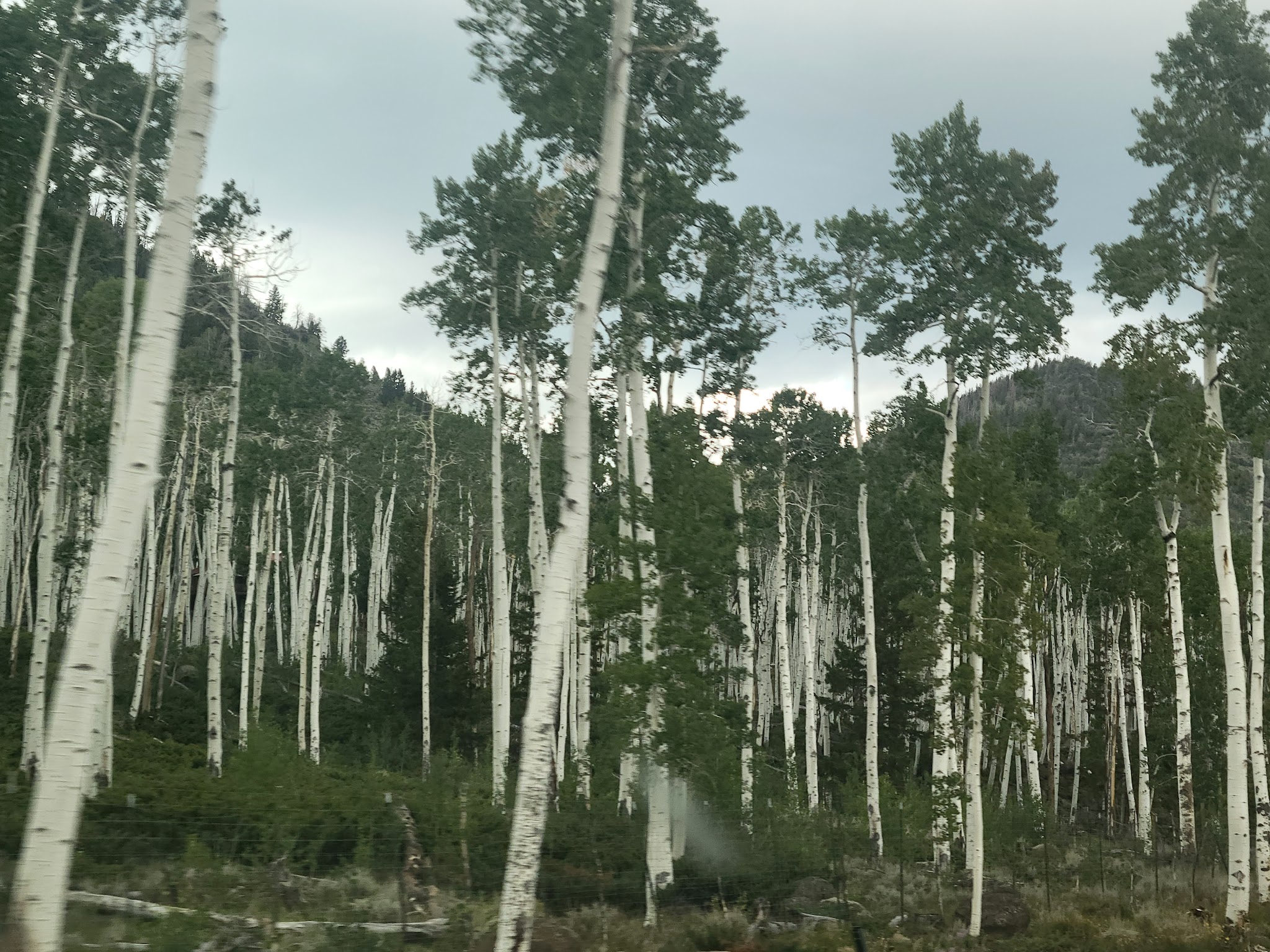 Bowery Creek Campground