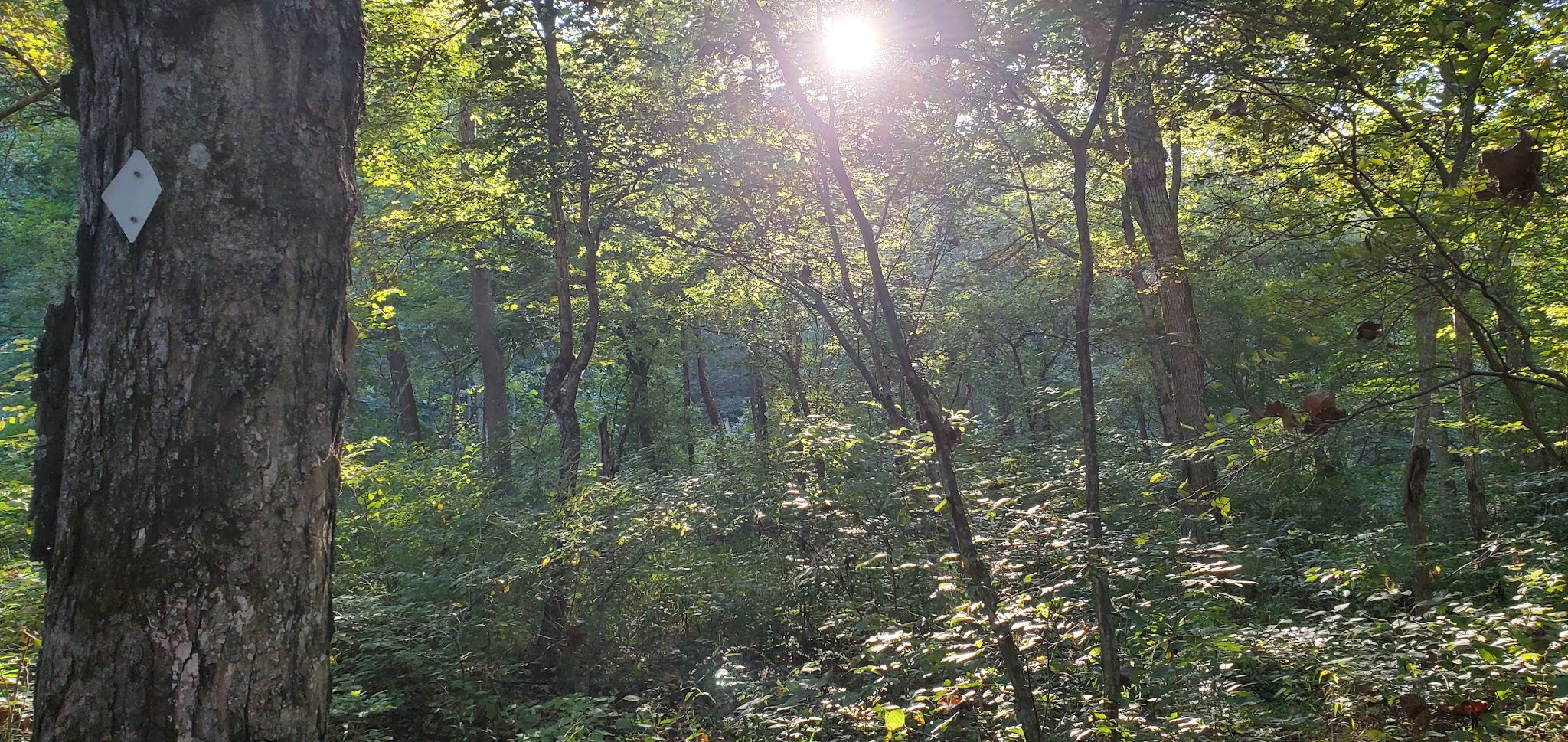 Brazil Creek Trailhead