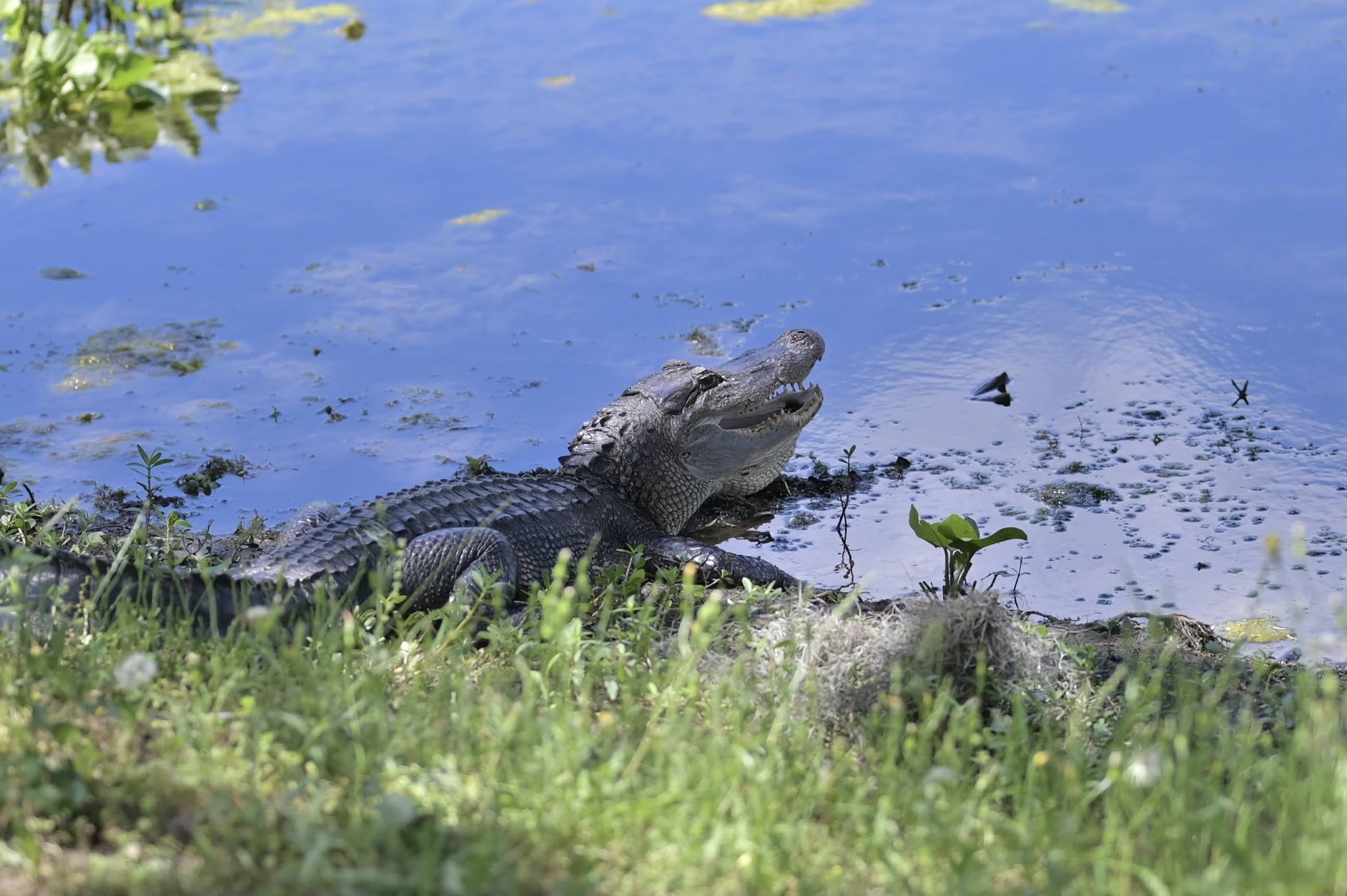 Brazos Bend State Park