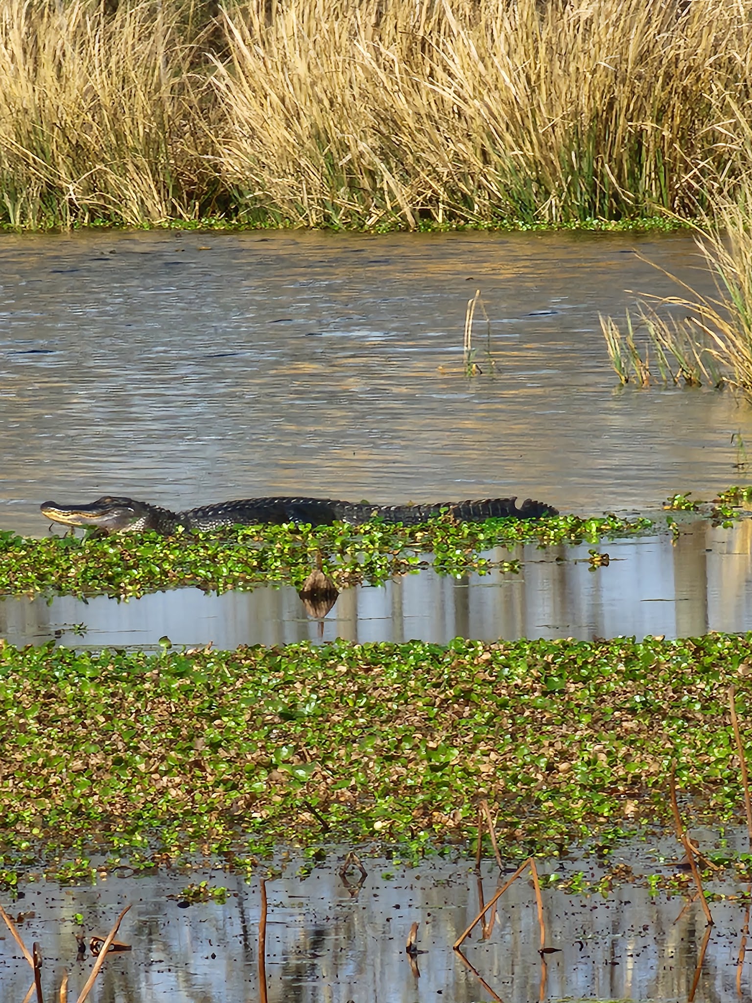 Brazos Bend State Park