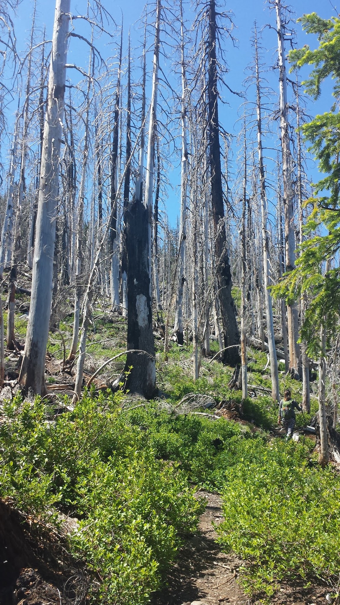 Breitenbush Lake Campground