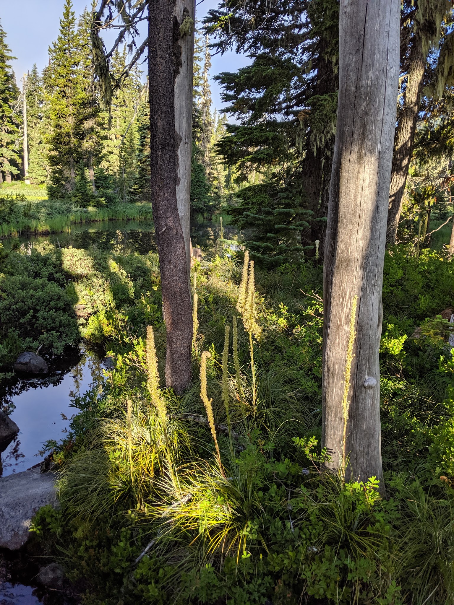 Breitenbush Lake Campground