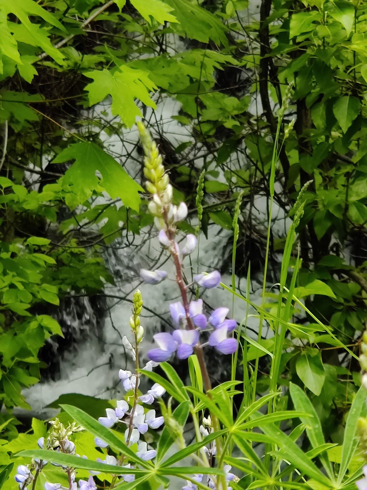 Bridge Creek Group Site