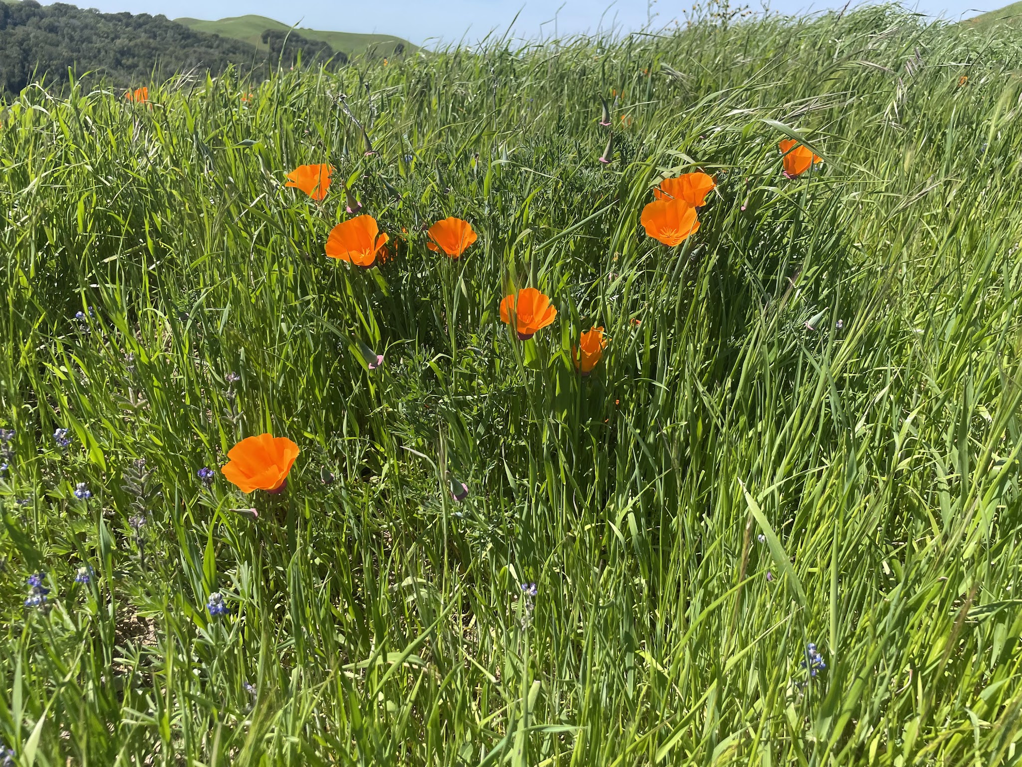 Briones Regional Park