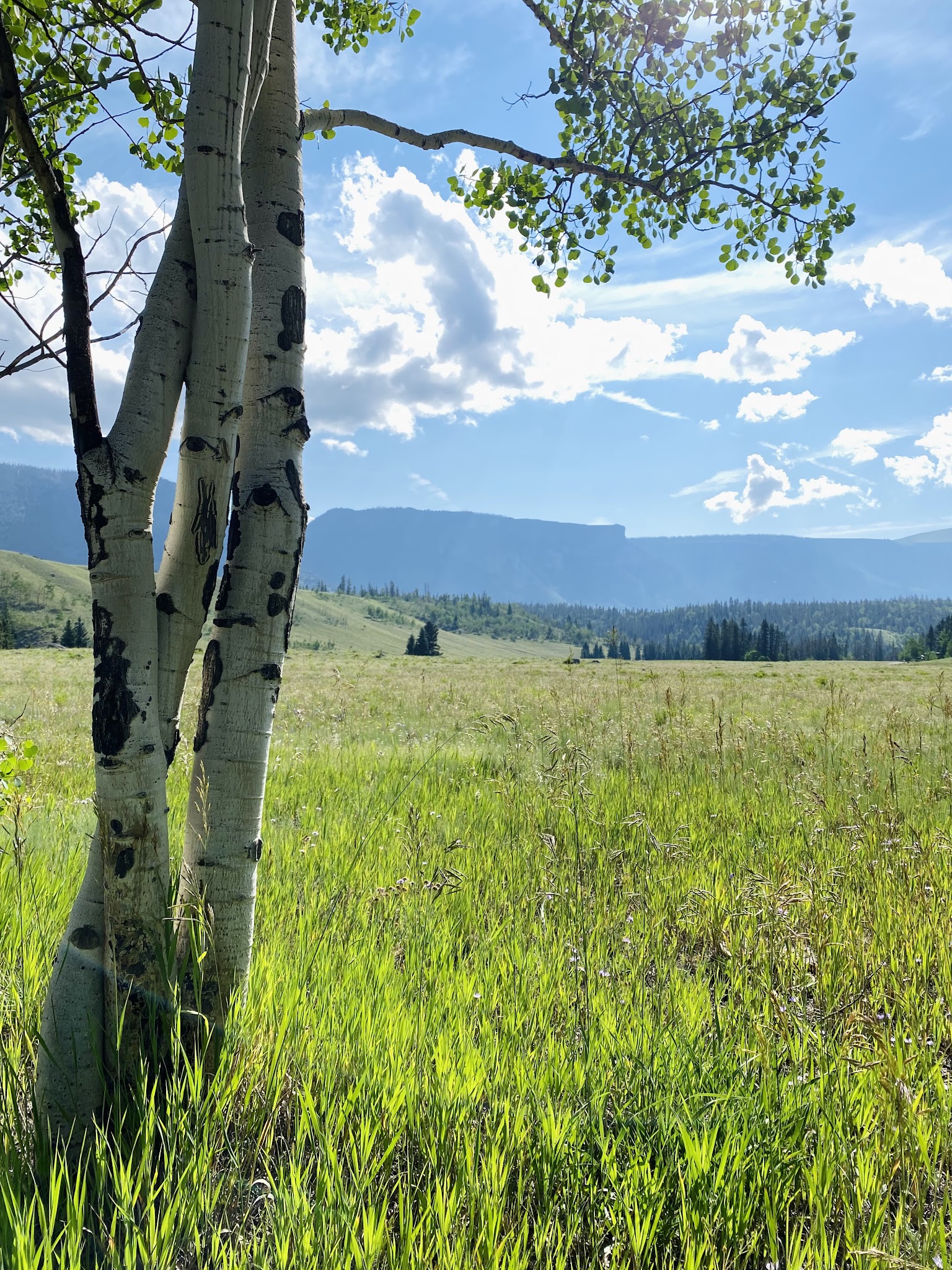 Bristol Head Campground