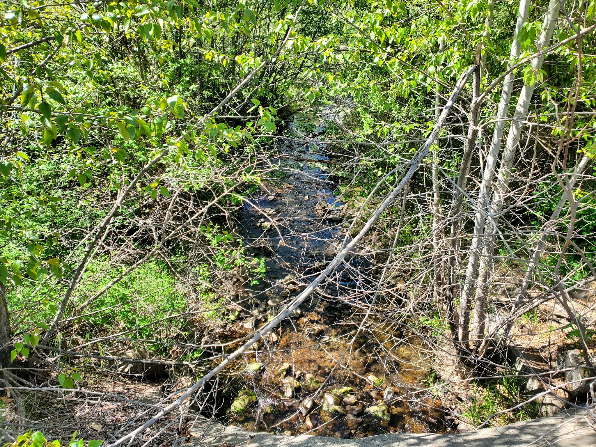 Brooks Memorial State Park