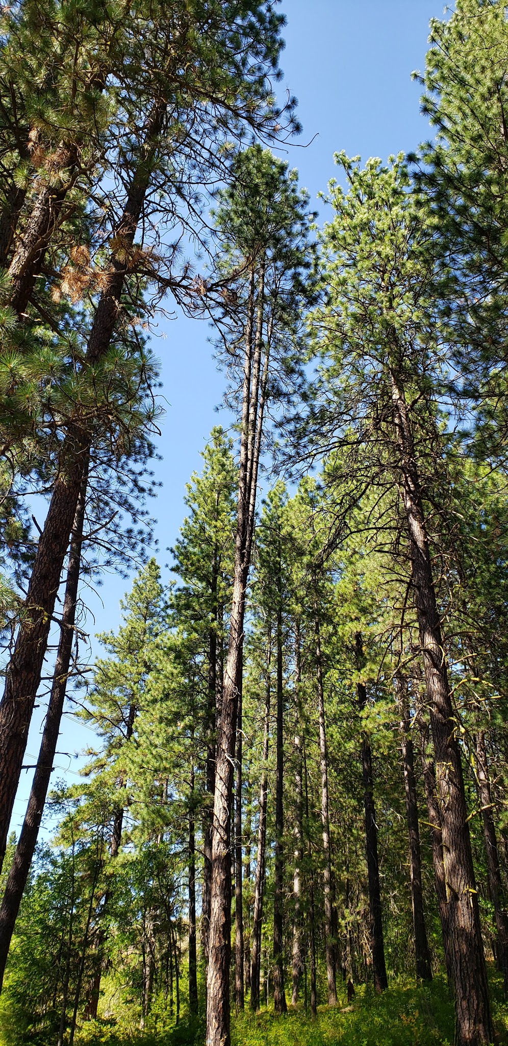 Brooks Memorial State Park