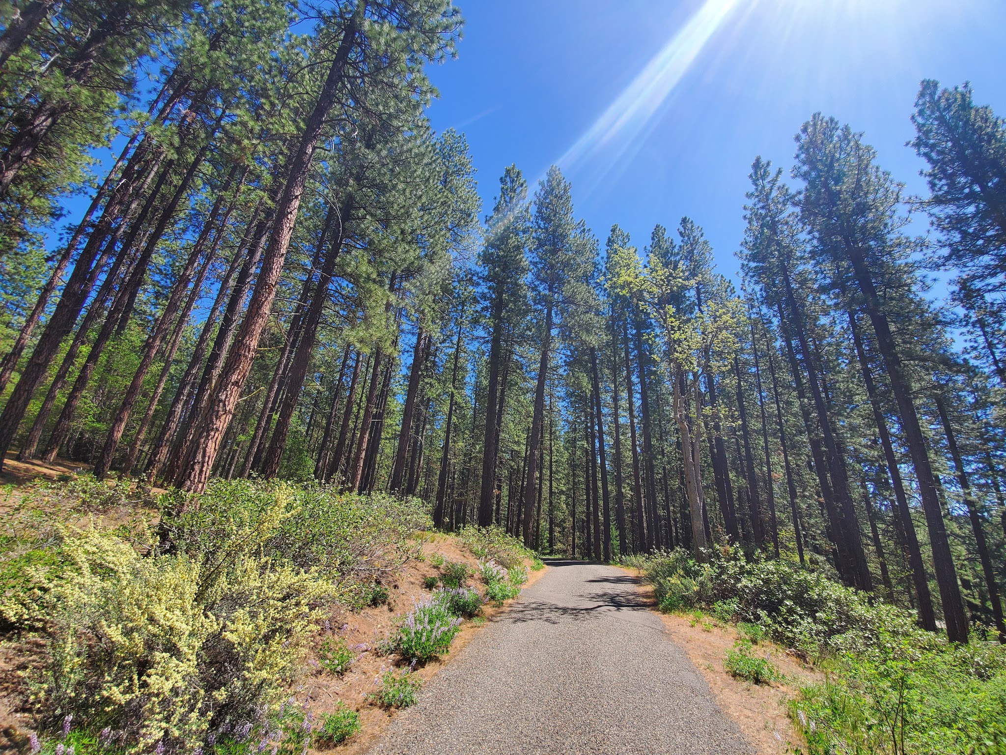 Brooks Memorial State Park