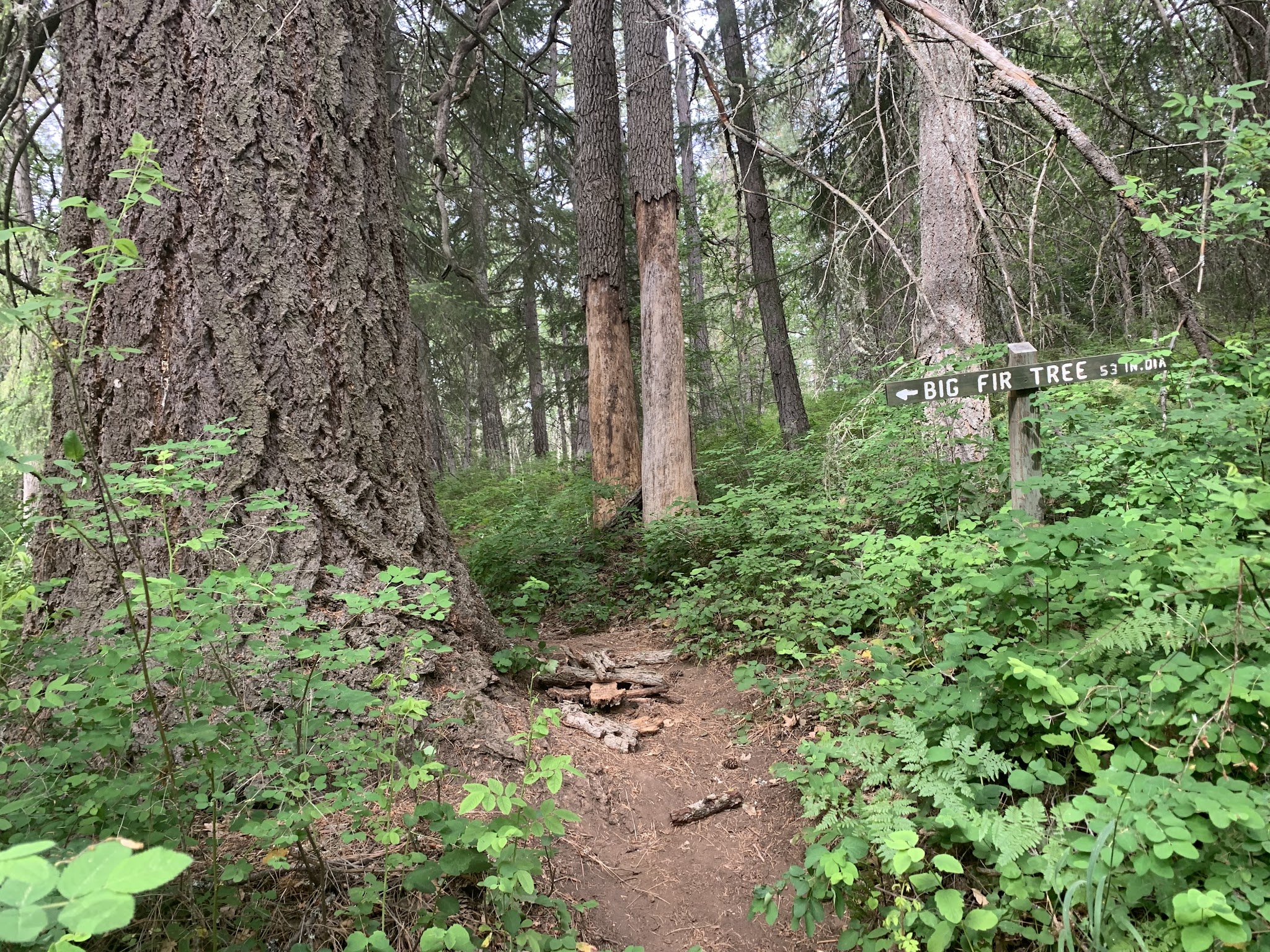 Brooks Memorial State Park