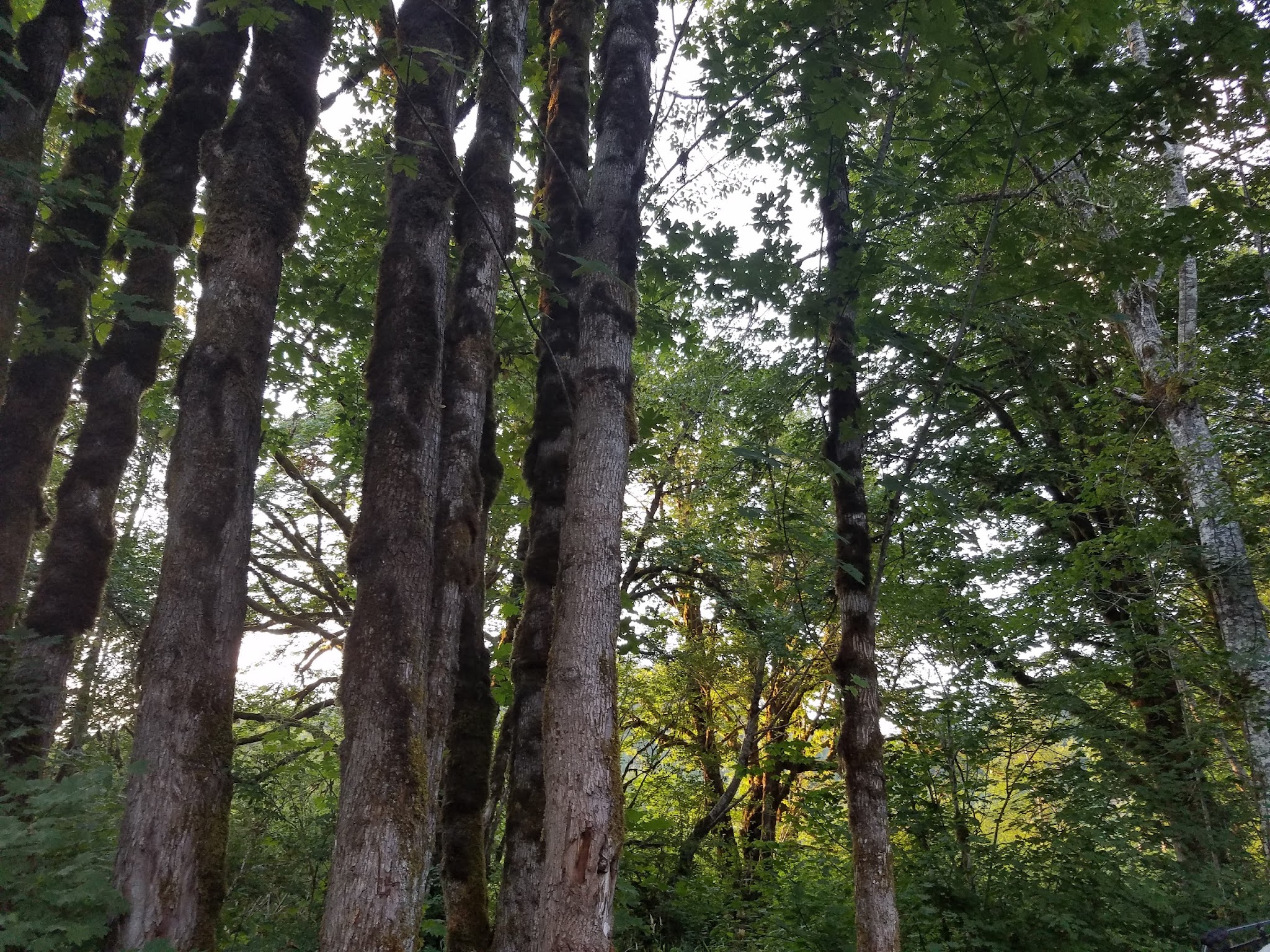 Brown Creek Campground