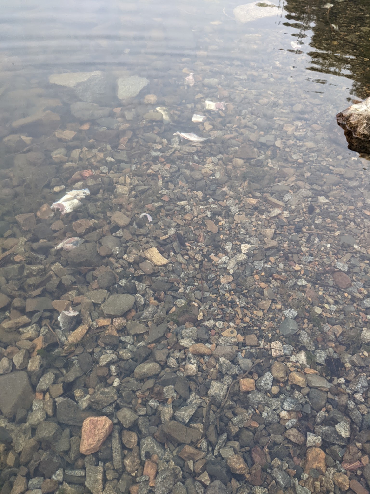 Browns Lake Campground