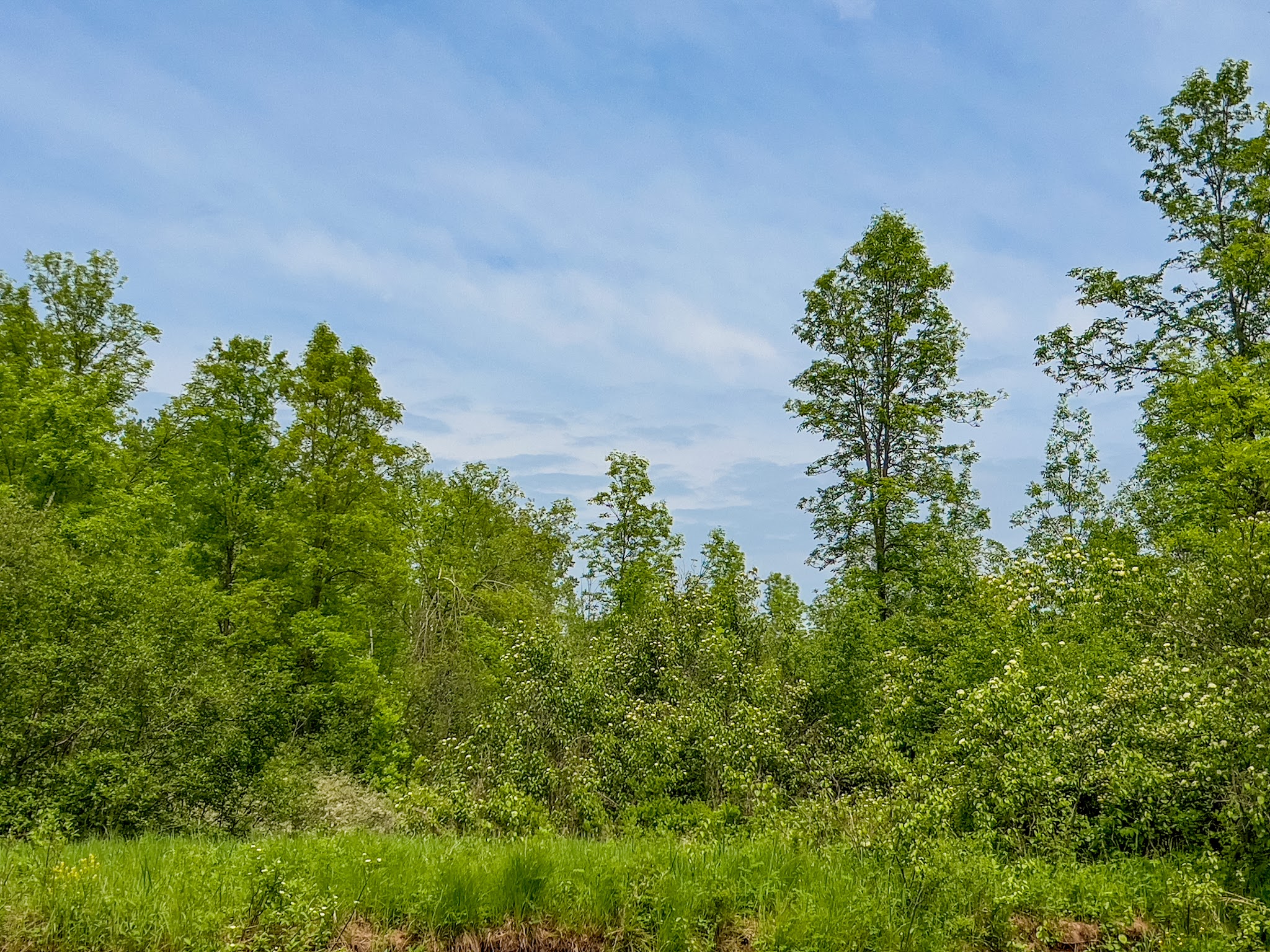 Brule River State Forest
