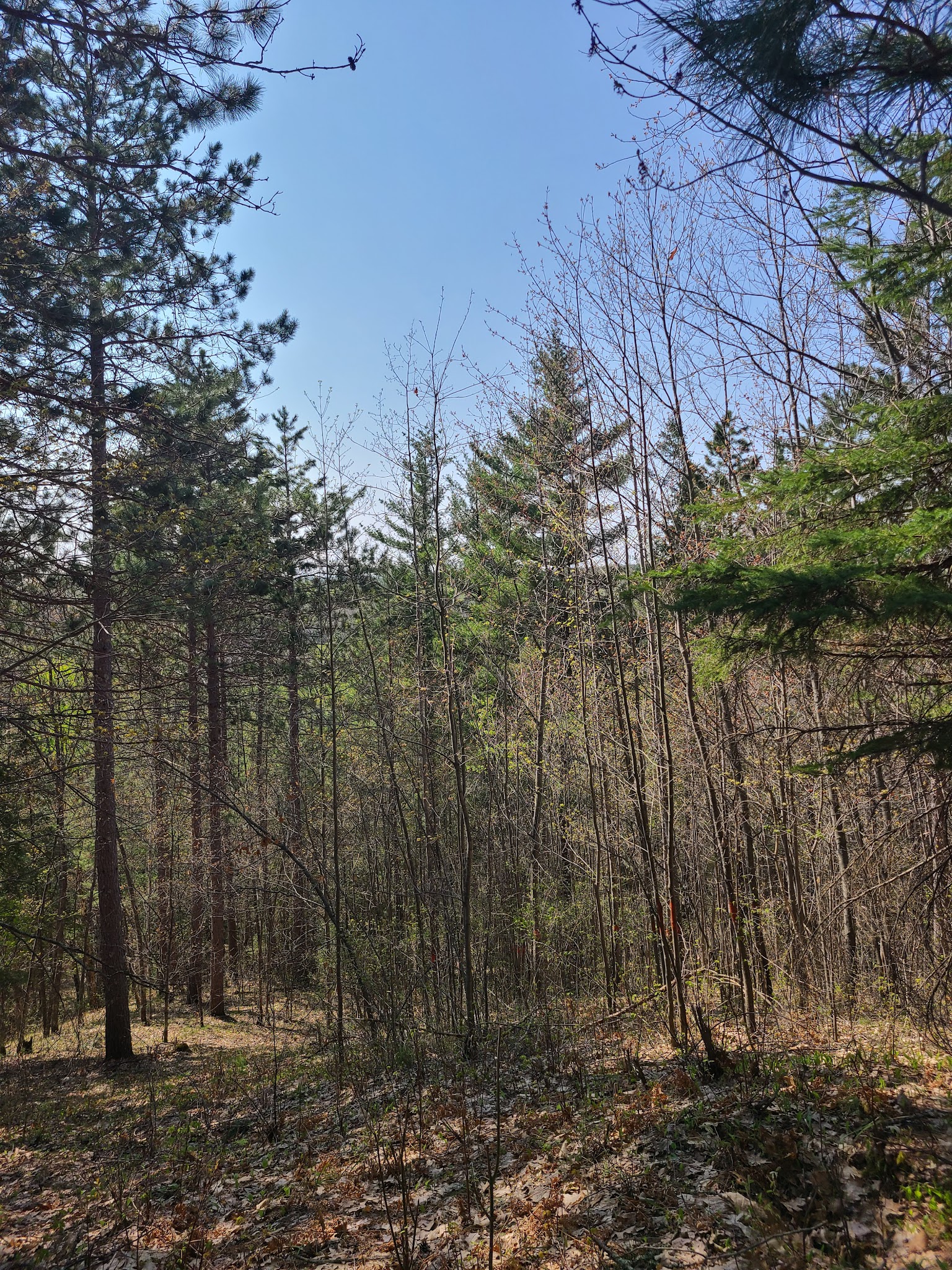 Brule River State Forest