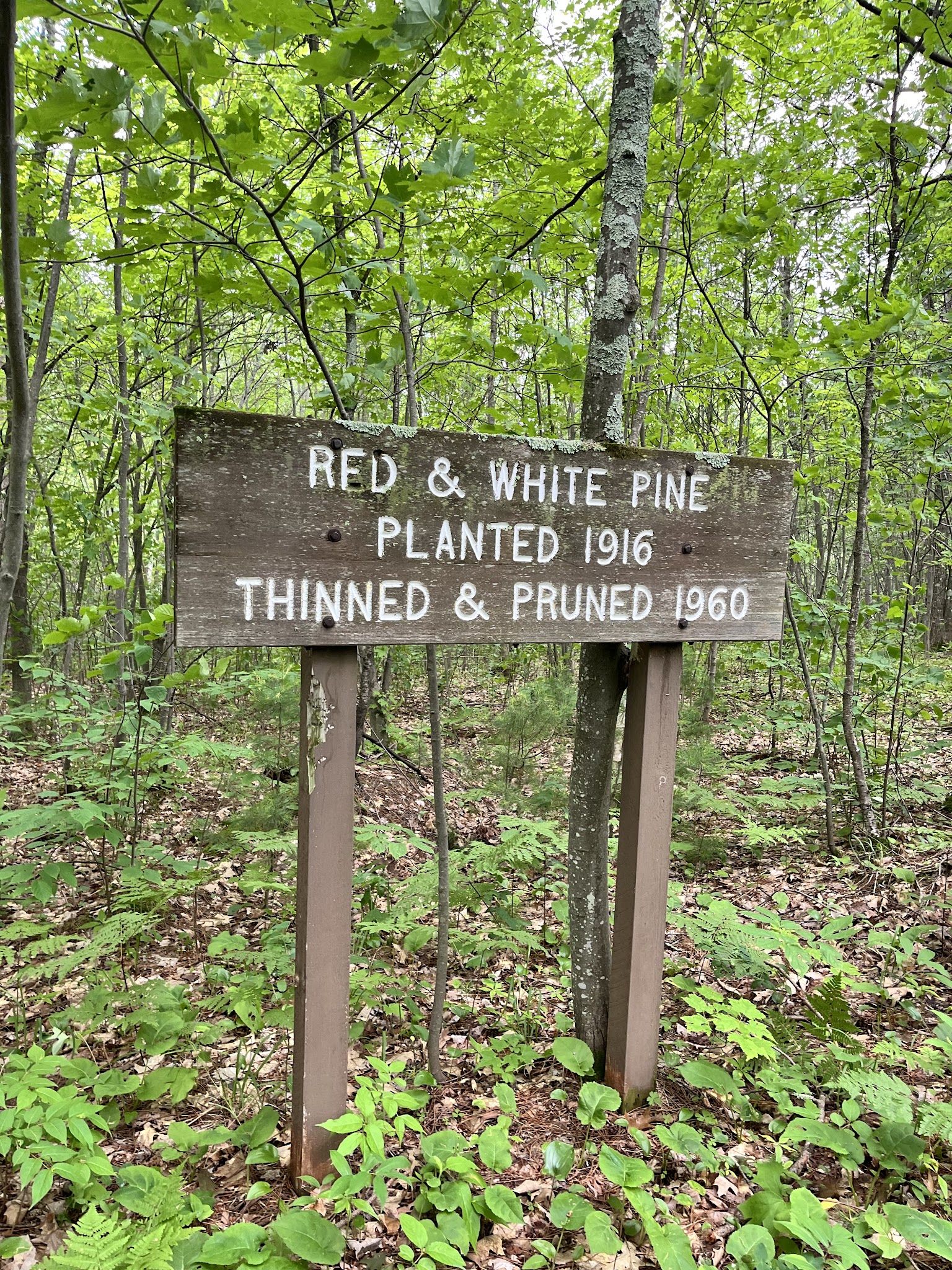 Brule River State Forest
