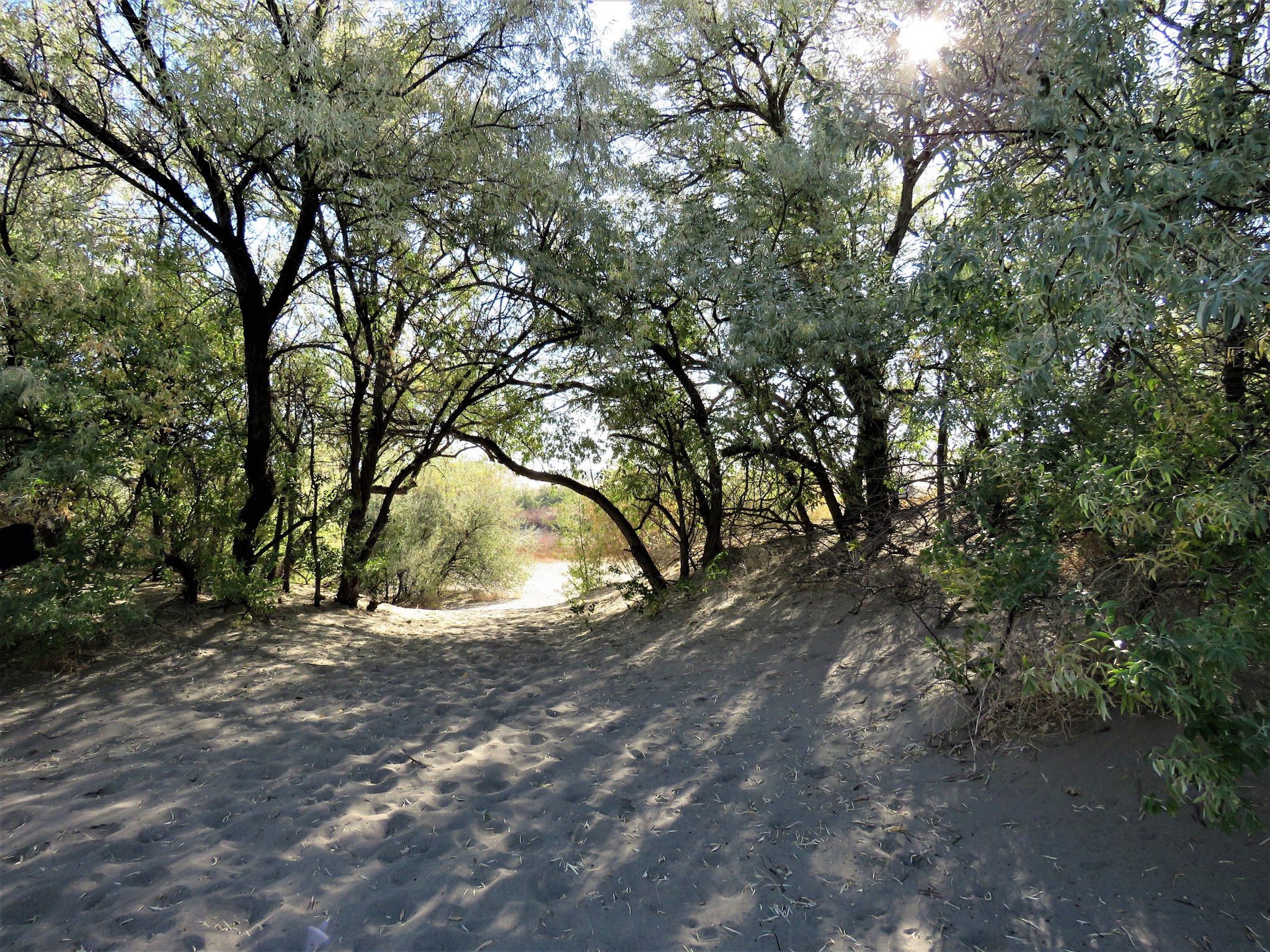 Bruneau Dunes State Park