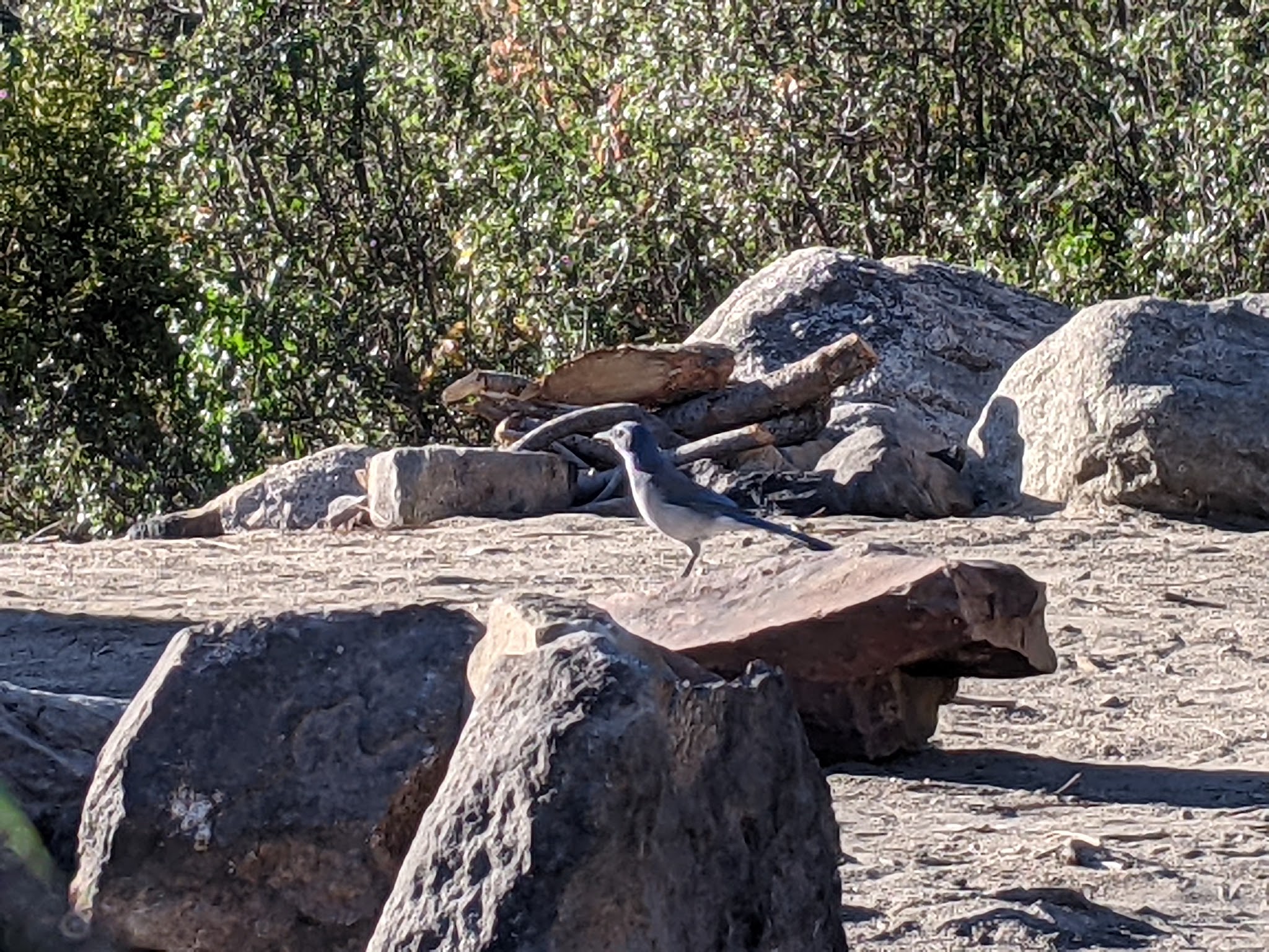 Brush Creek Dispersed Camping