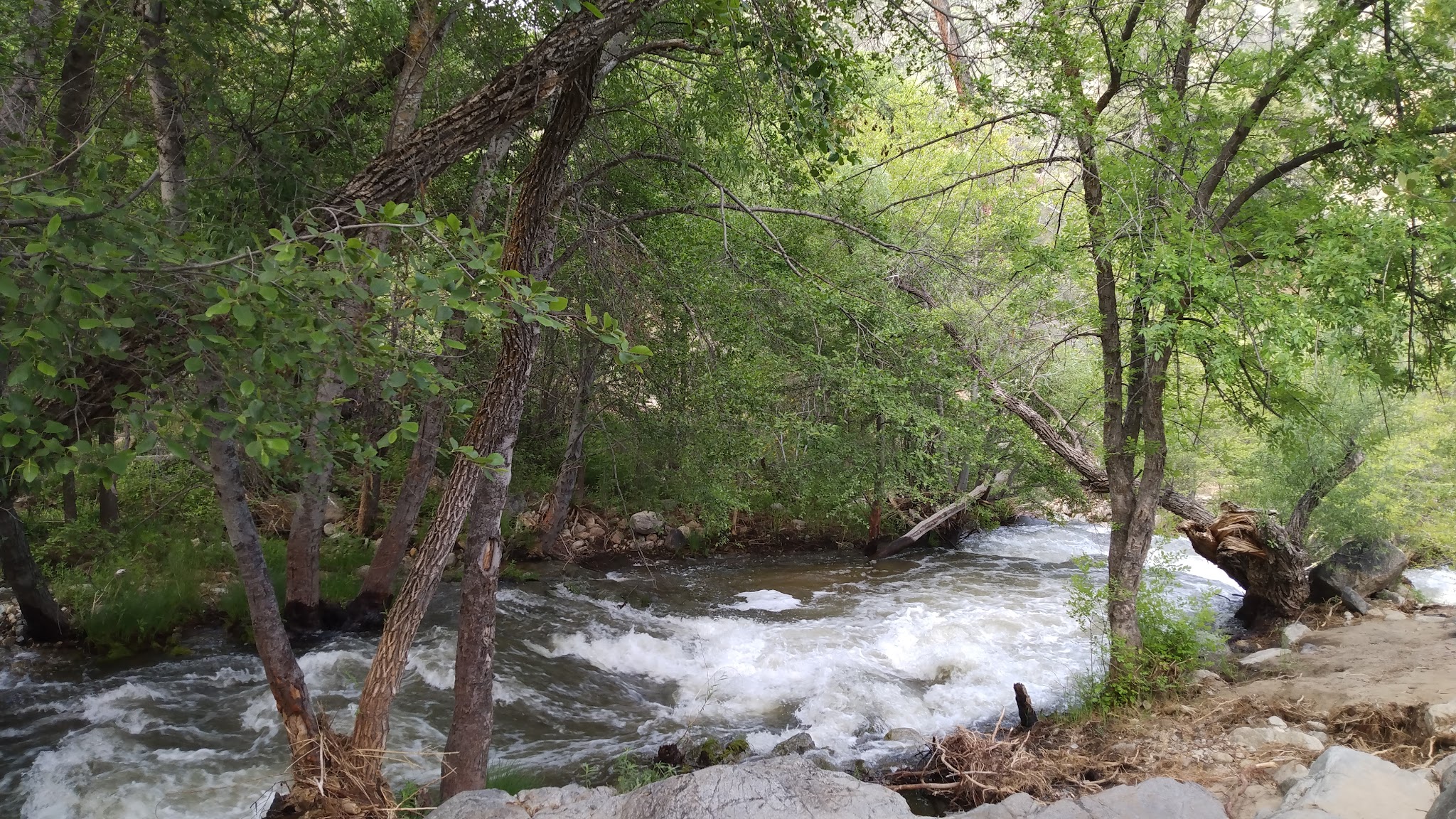 Brush Creek Dispersed Camping
