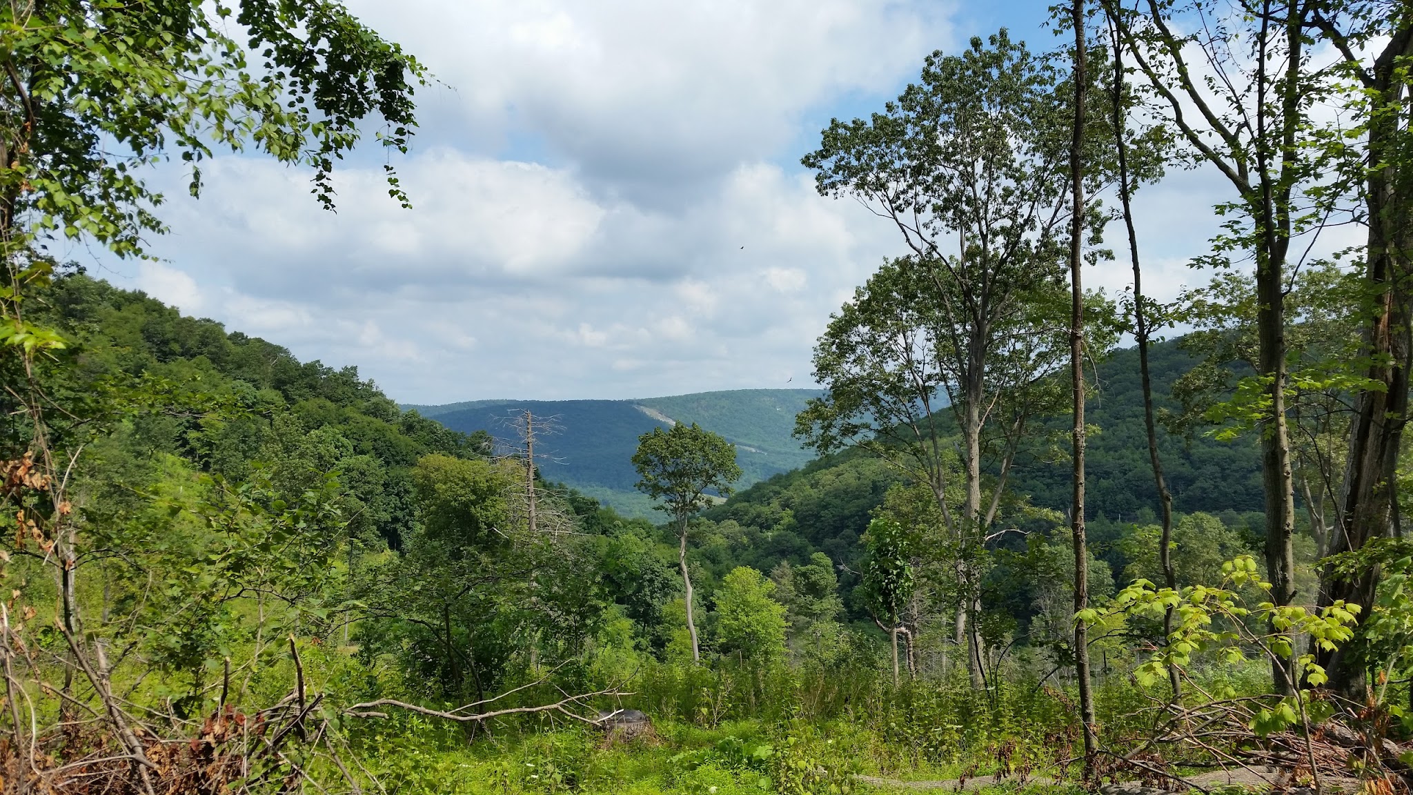 Buchanan State Forest