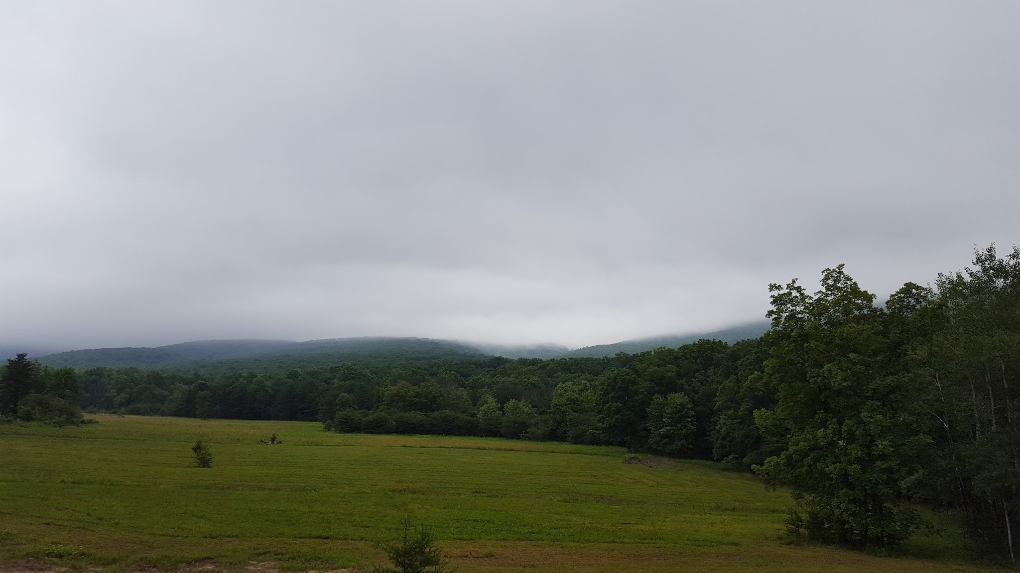 Buchanan State Forest