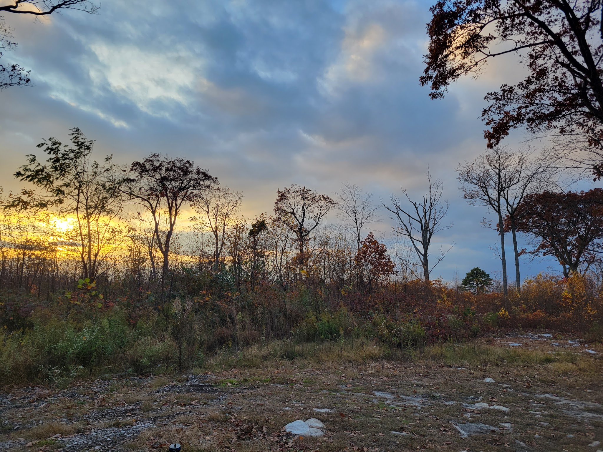 Buchanan State Forest