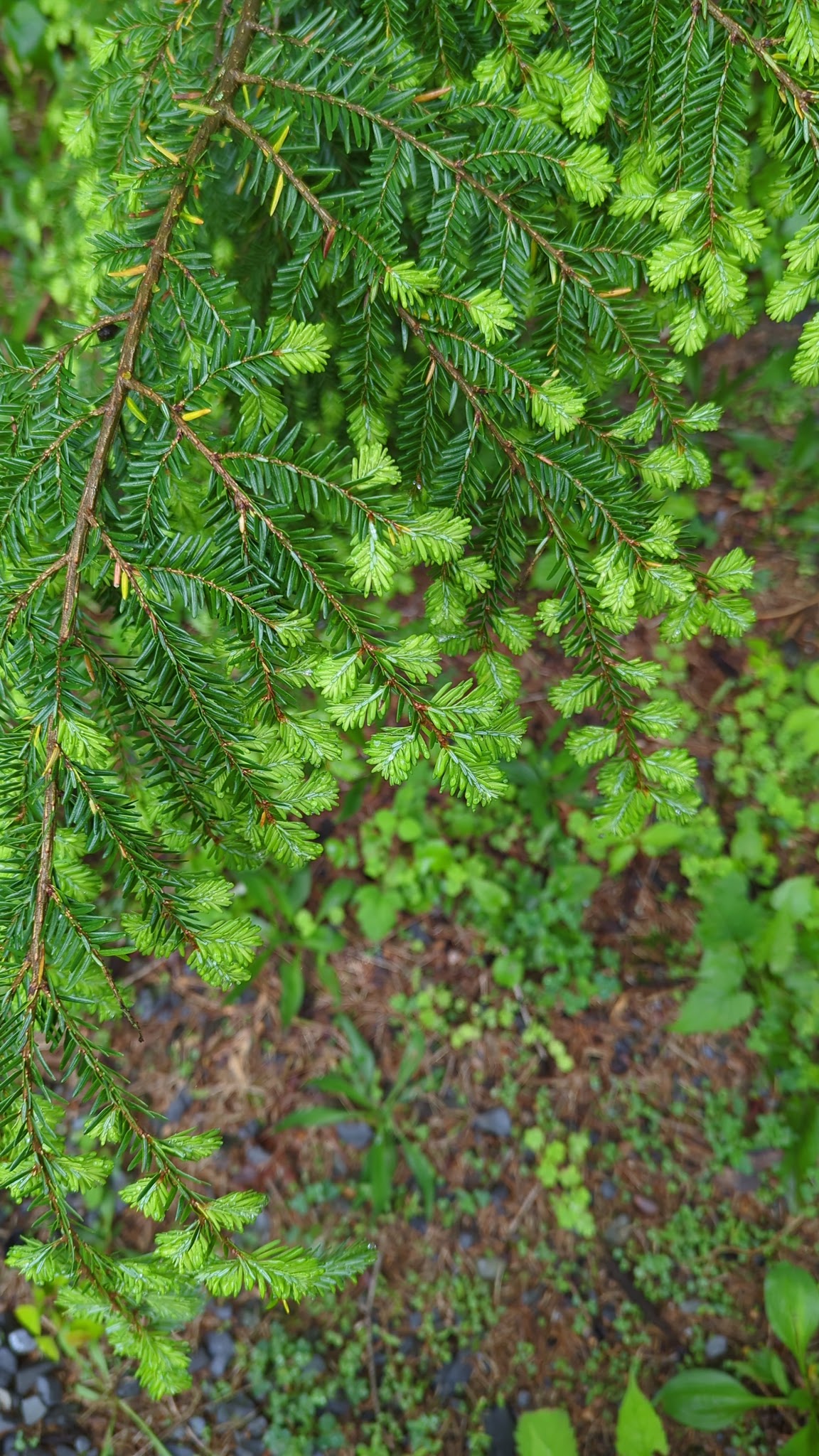 Buchanan&Apos;S Birthplace State Park