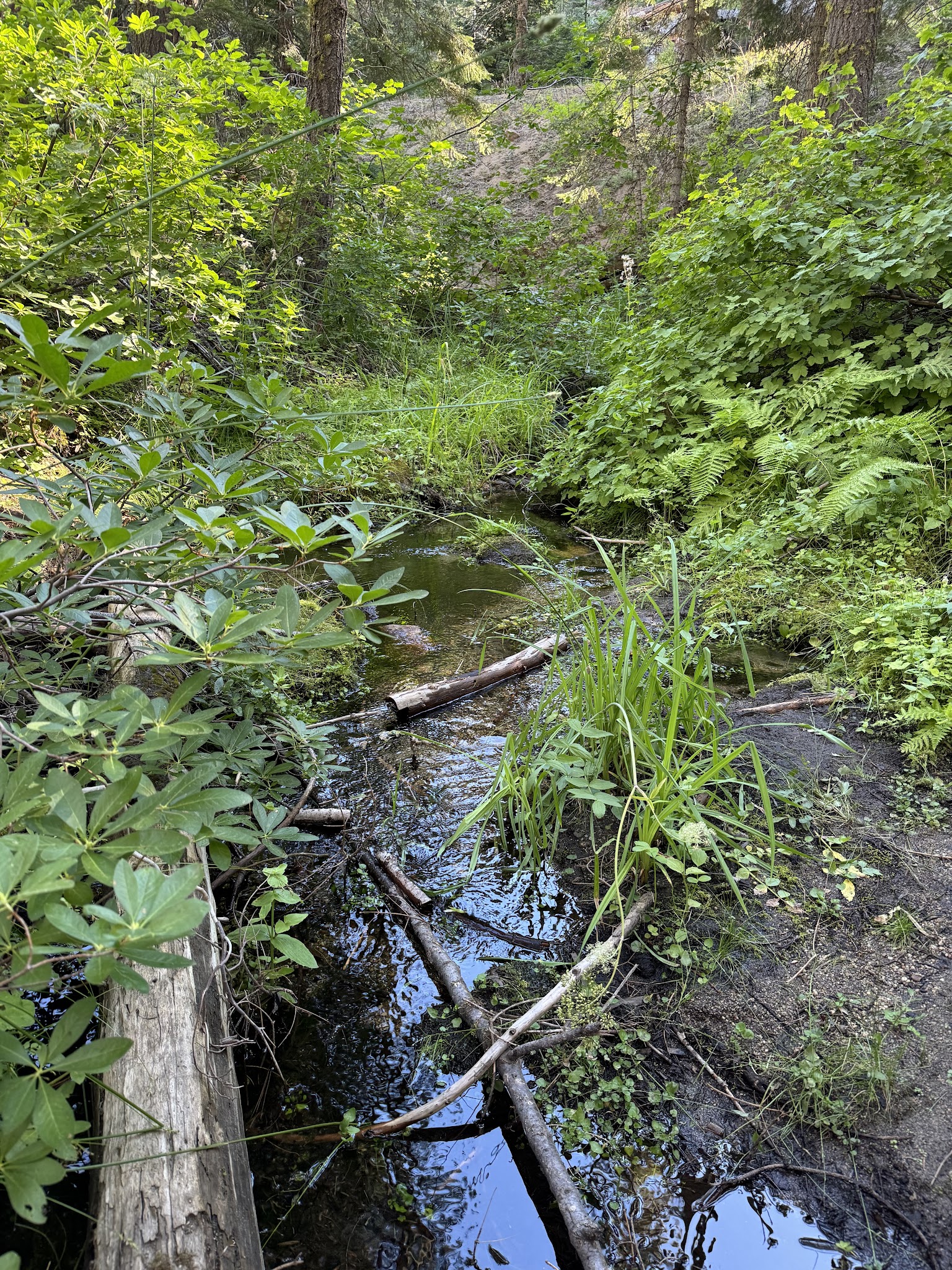 Buck Meadow Campground