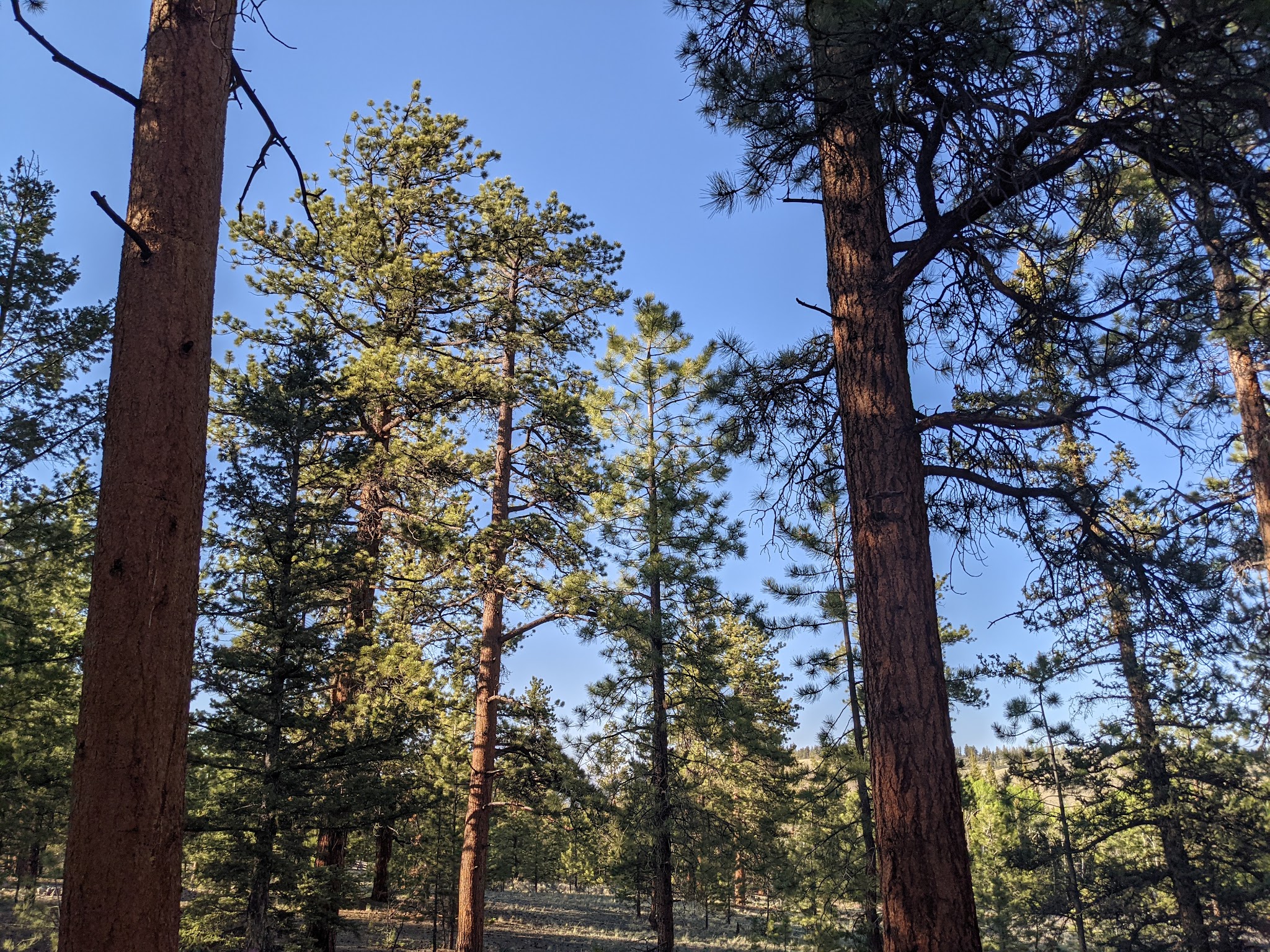 Buffalo Pass Campground