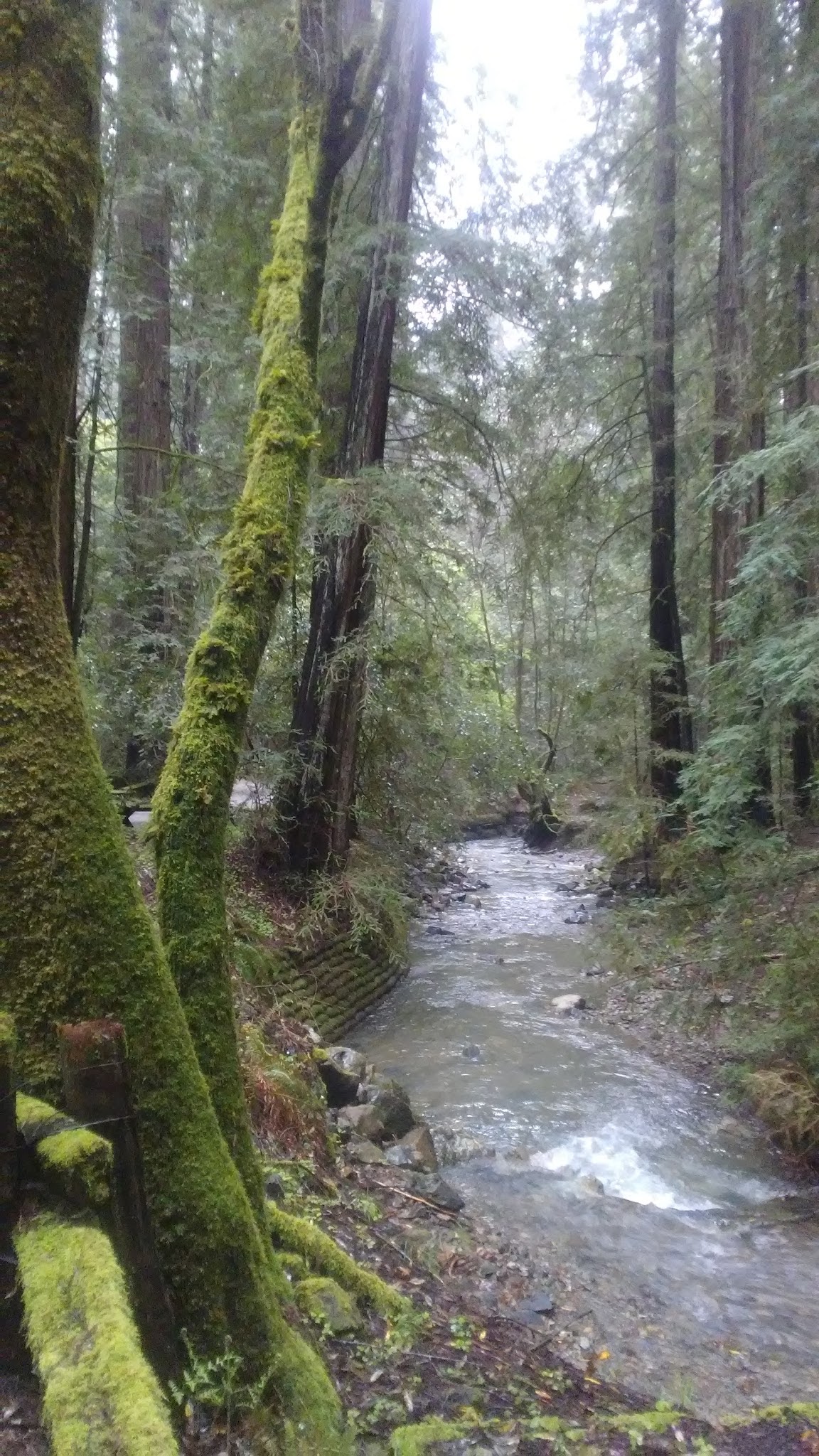 Bullfrog Pond Campground