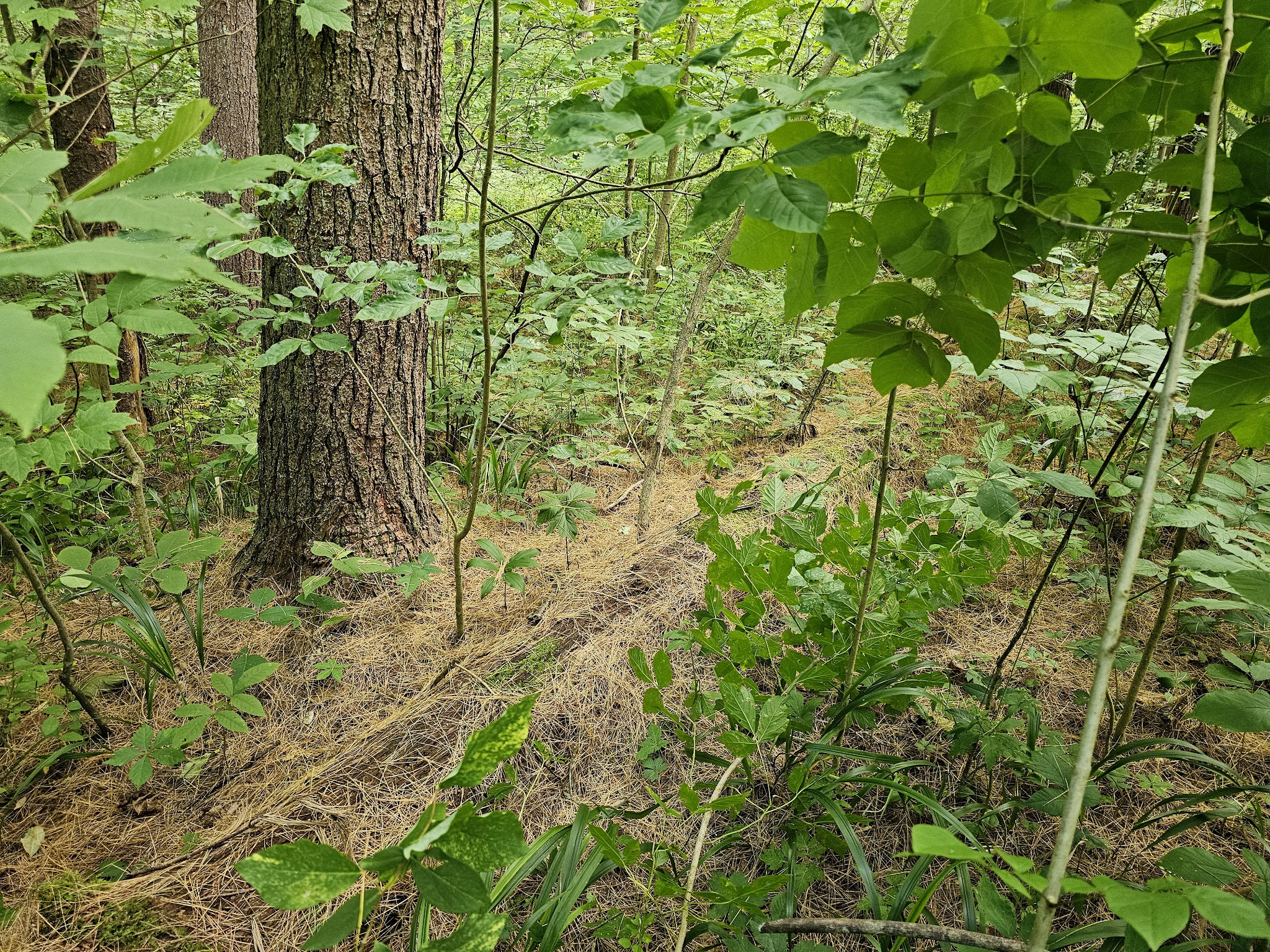 Burr Oak Cove Campground