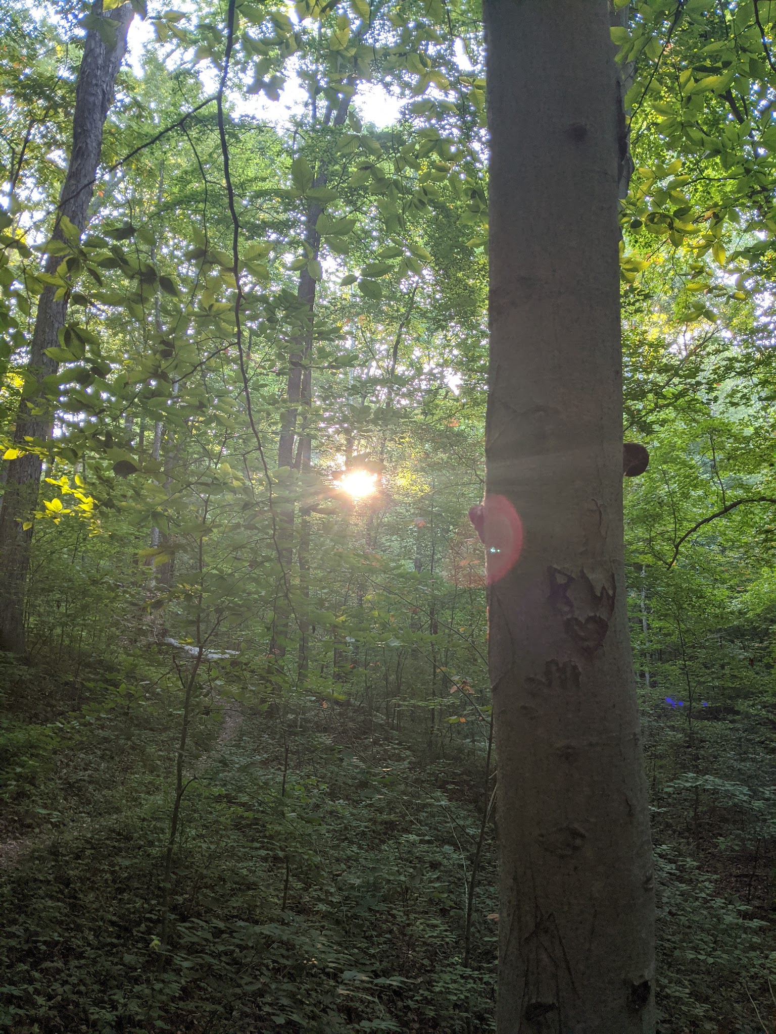 Burr Oak Cove Campground