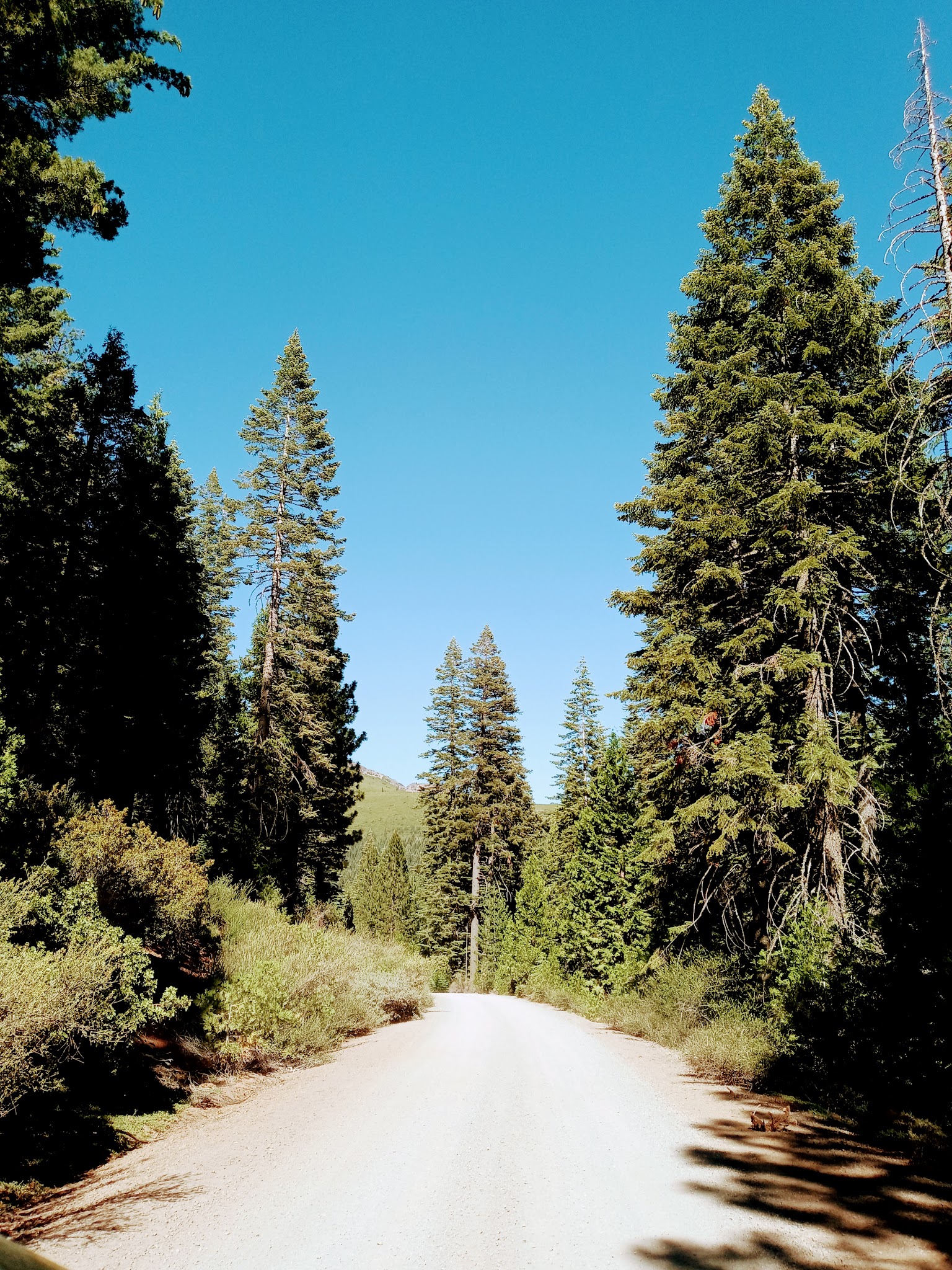 Butte Meadows Campground