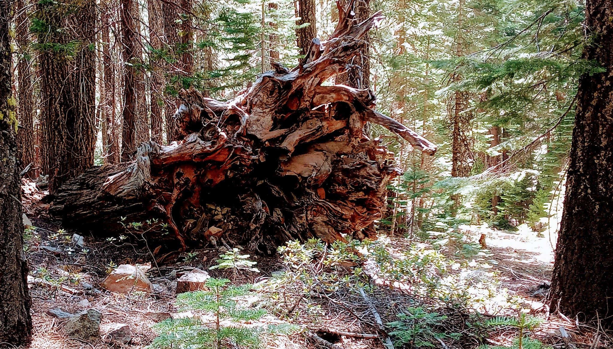 Butte Meadows Campground