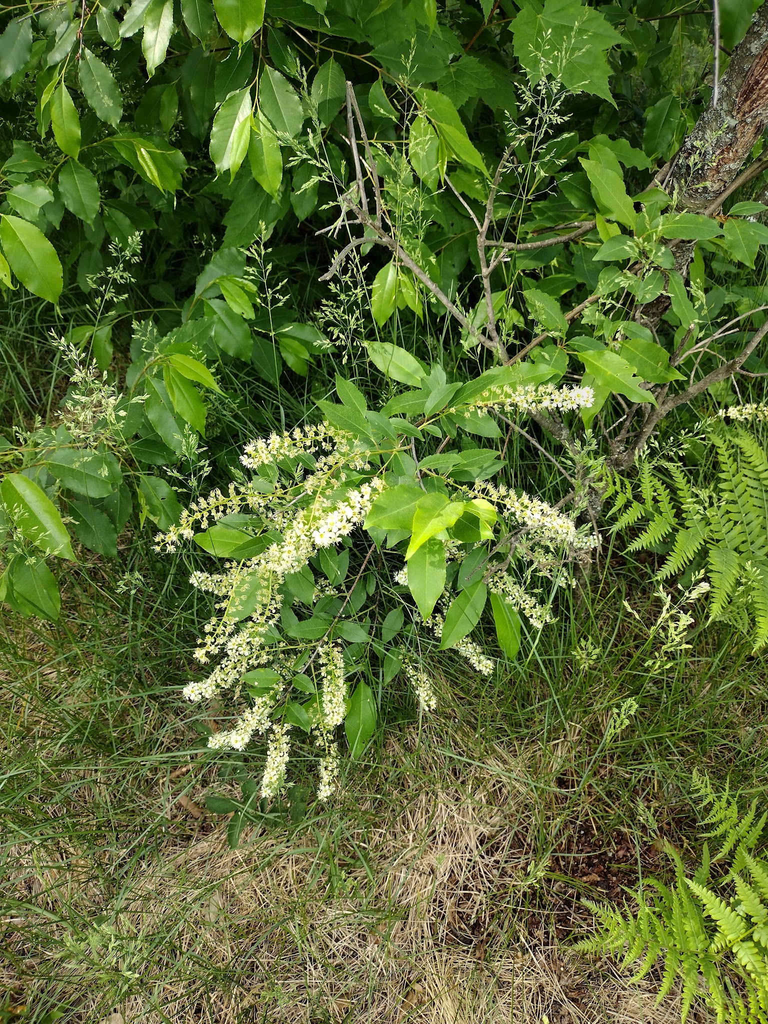 Buttercup Campground