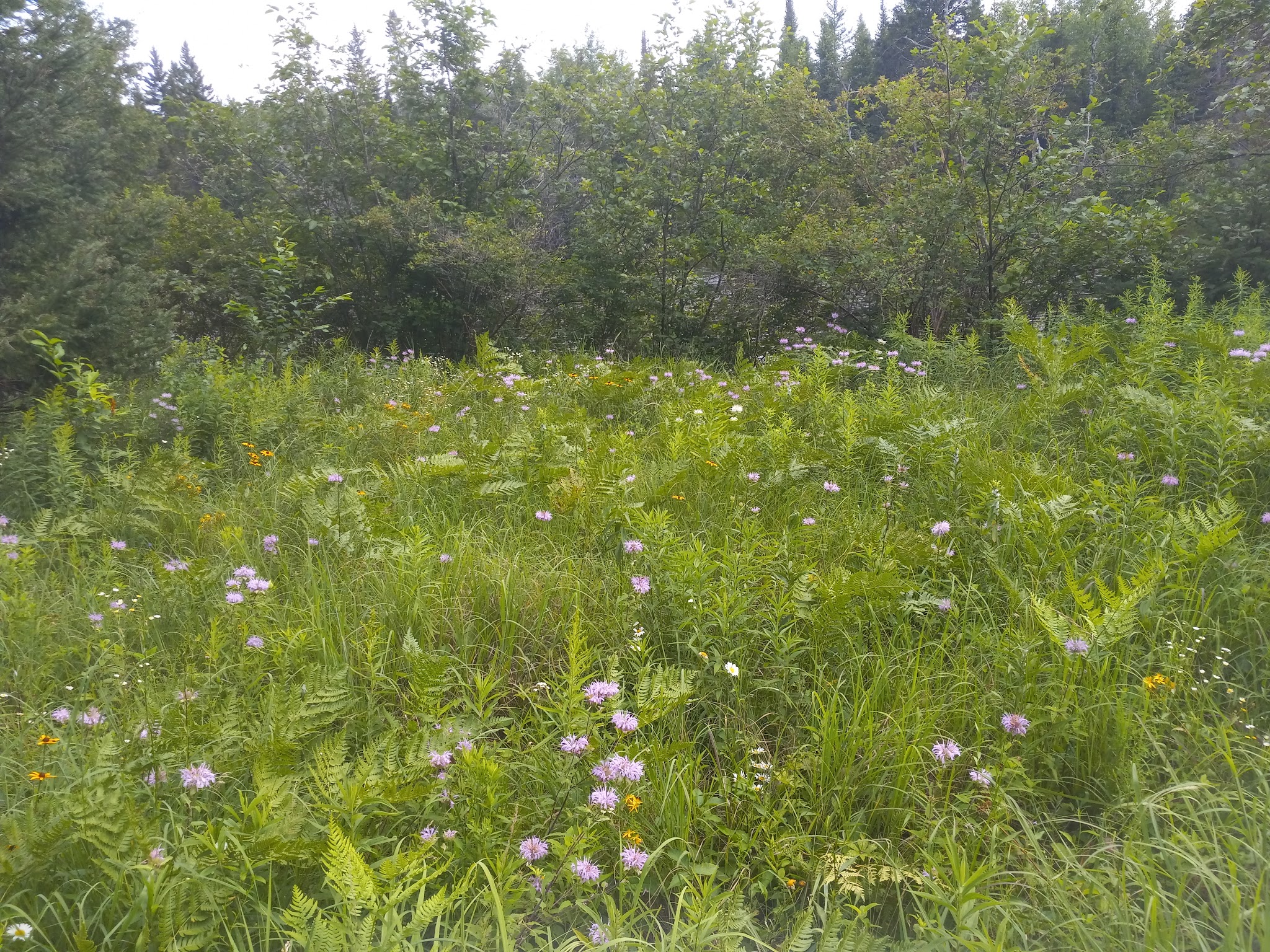 Buttercup Campground