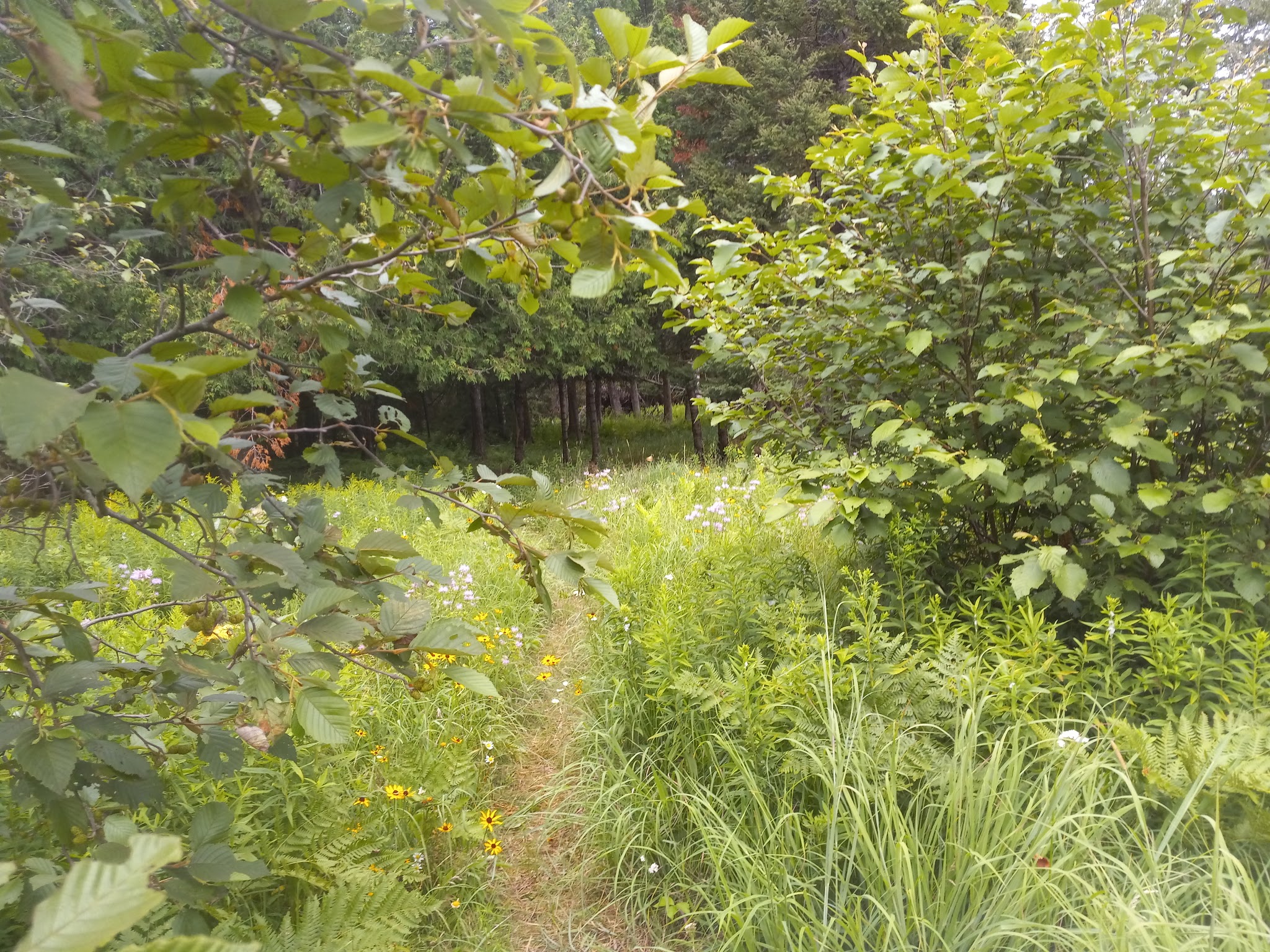 Buttercup Campground