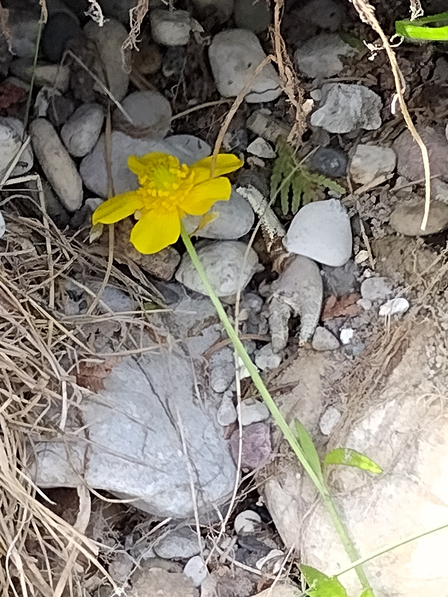 Buttercup Campground